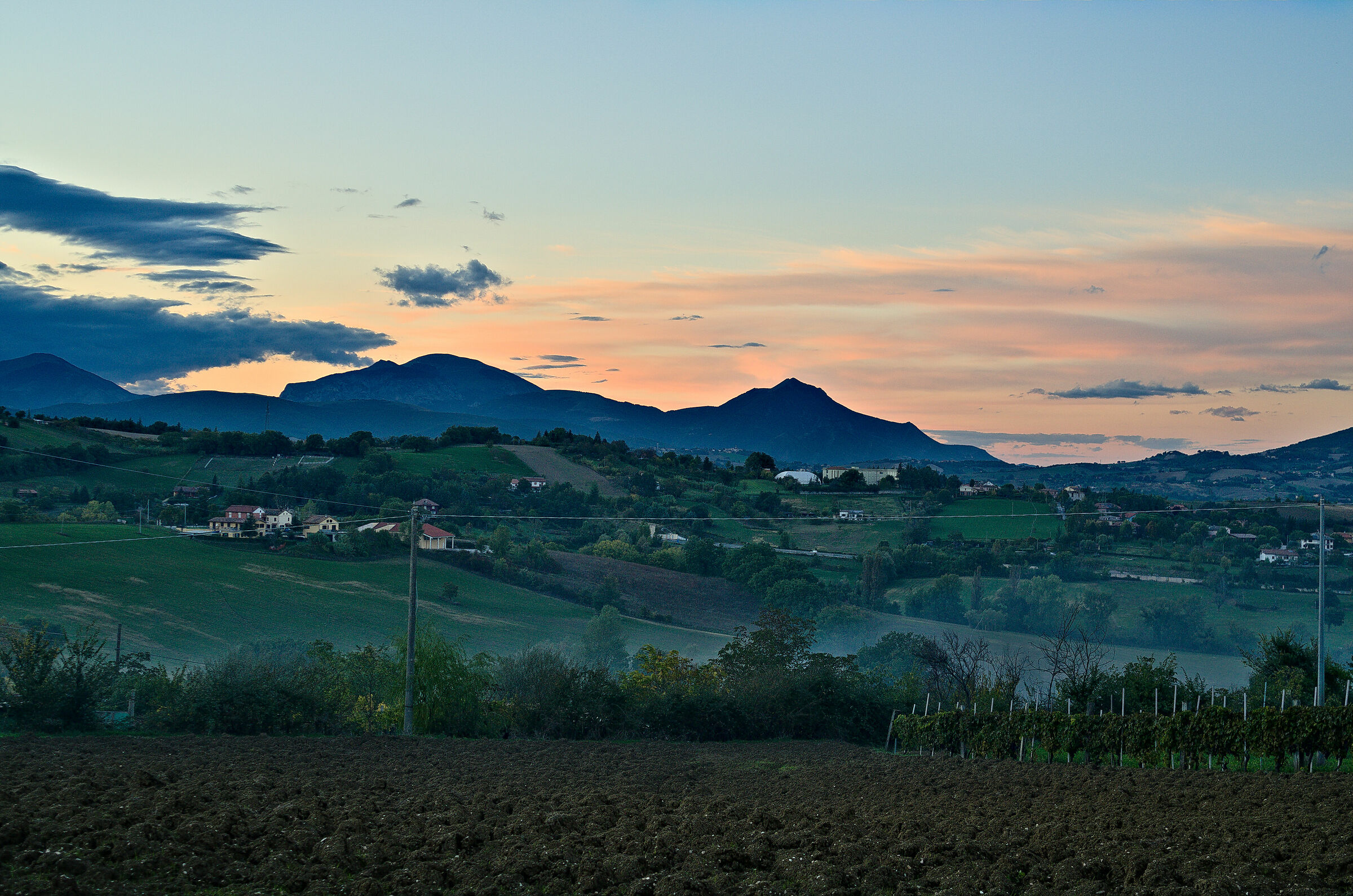 Panorama with vineyard
