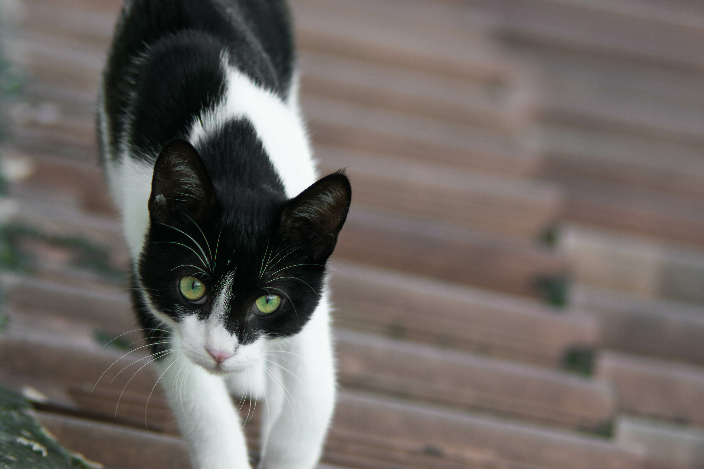 Zorba il Signore dei Tetti.