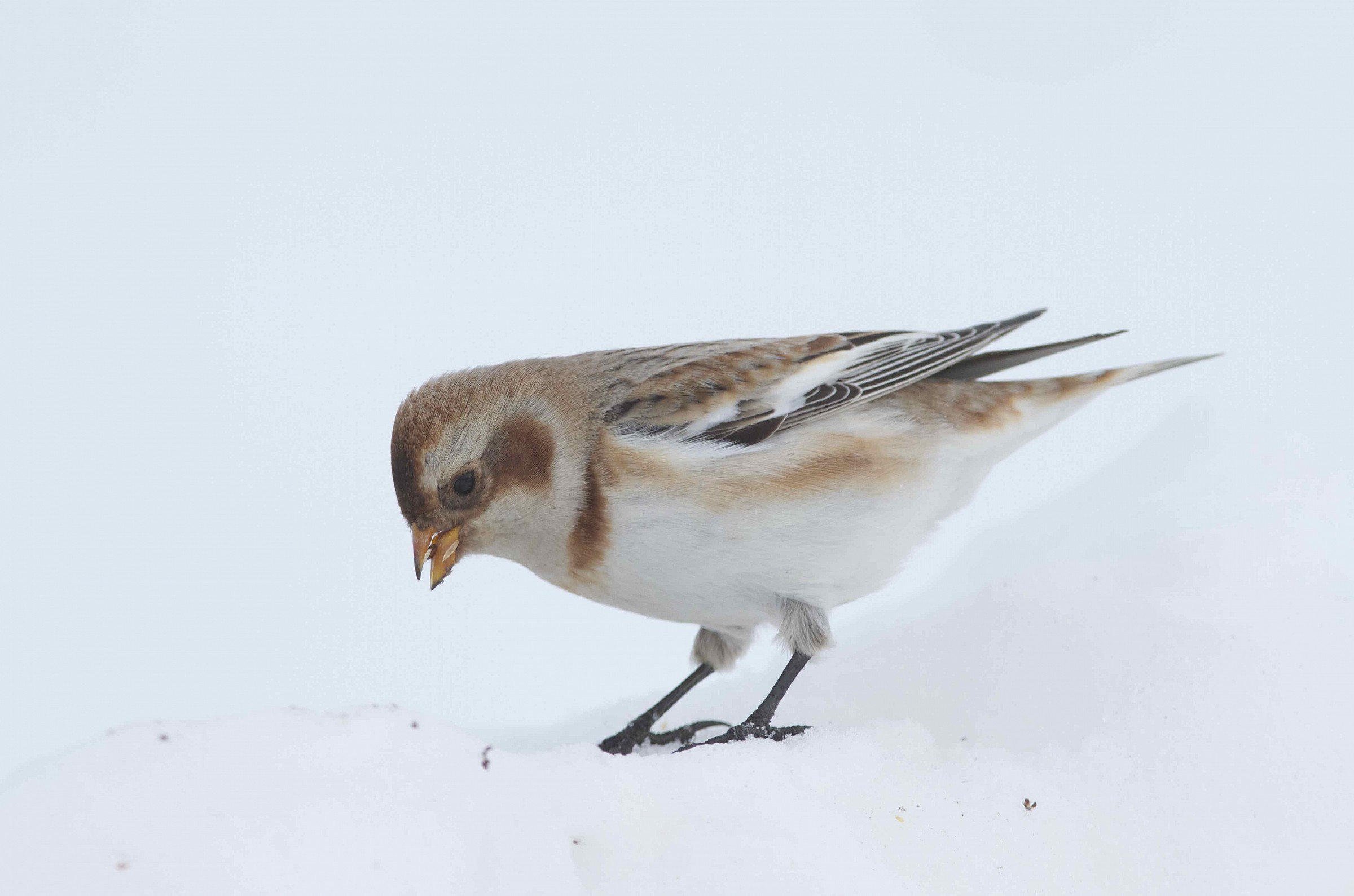 Snow Bunting