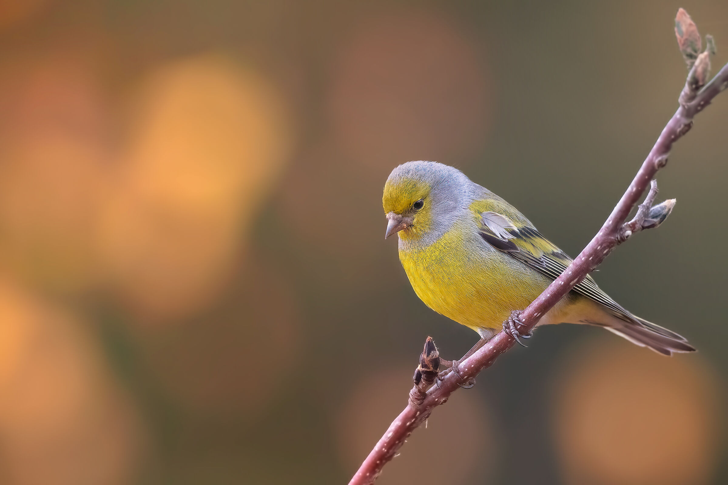 Venturone alpino su delicato sfondo autunnale