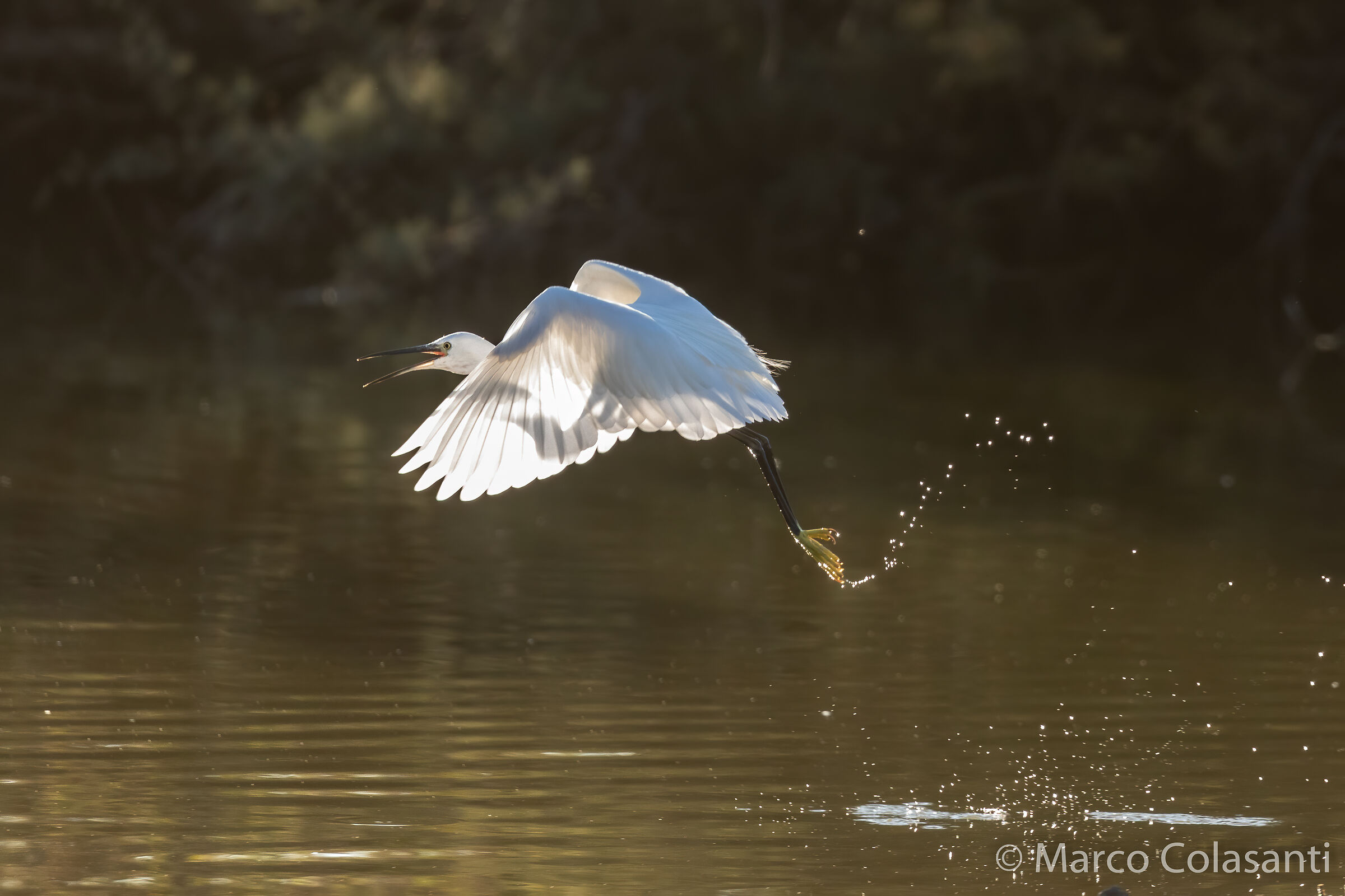 egret that stands out the flight