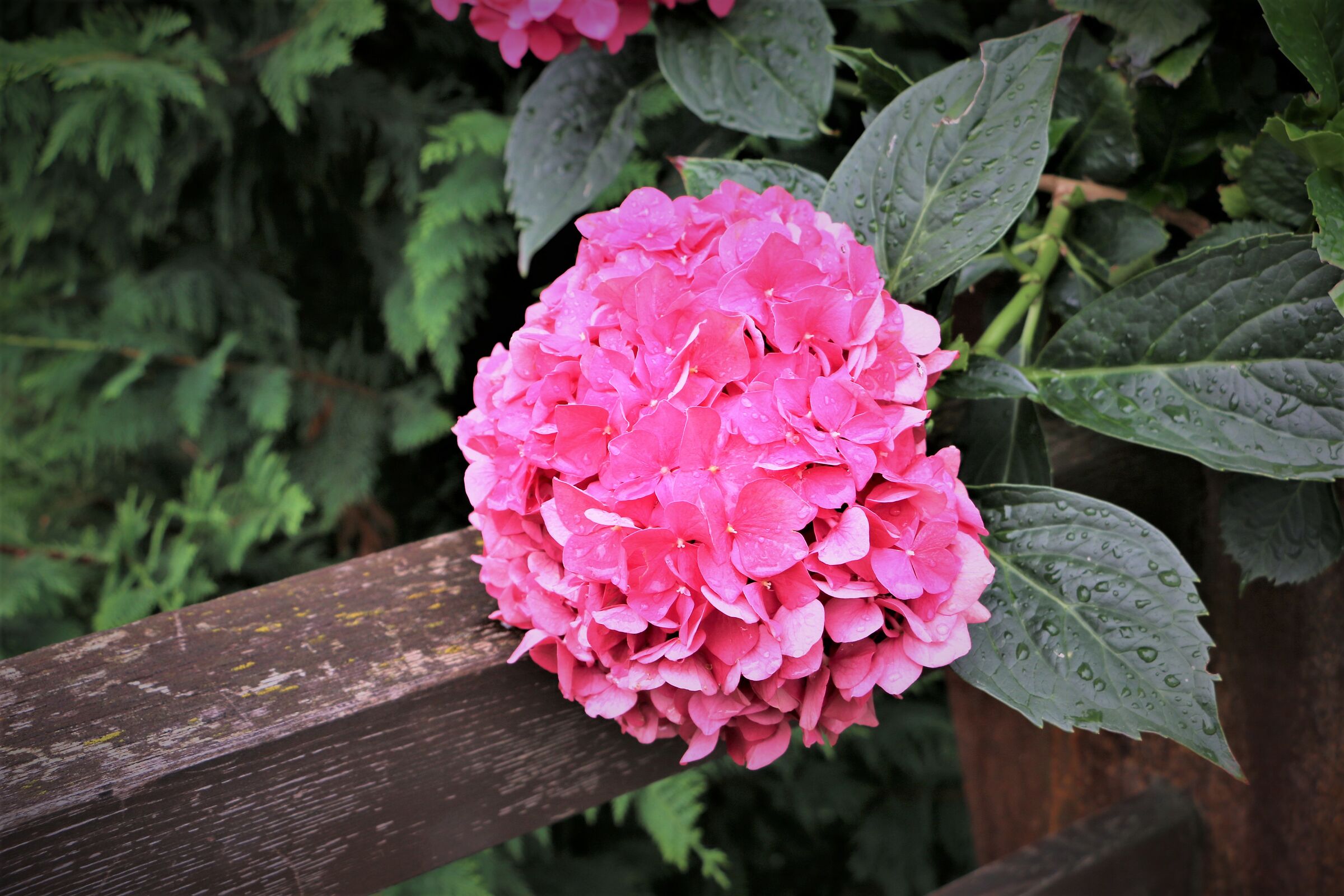 Flowers are medicine for the spirit... 1 ...