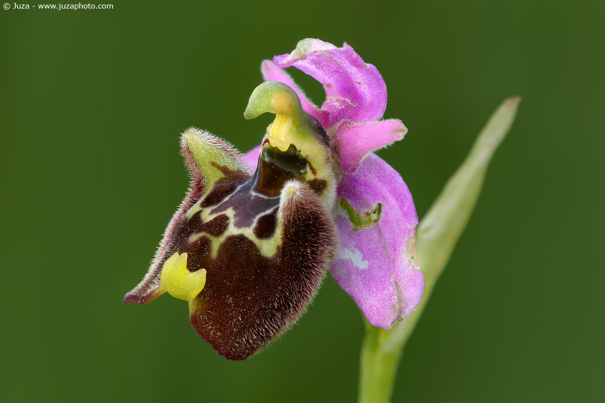 Ophrys fuciflora, 005723