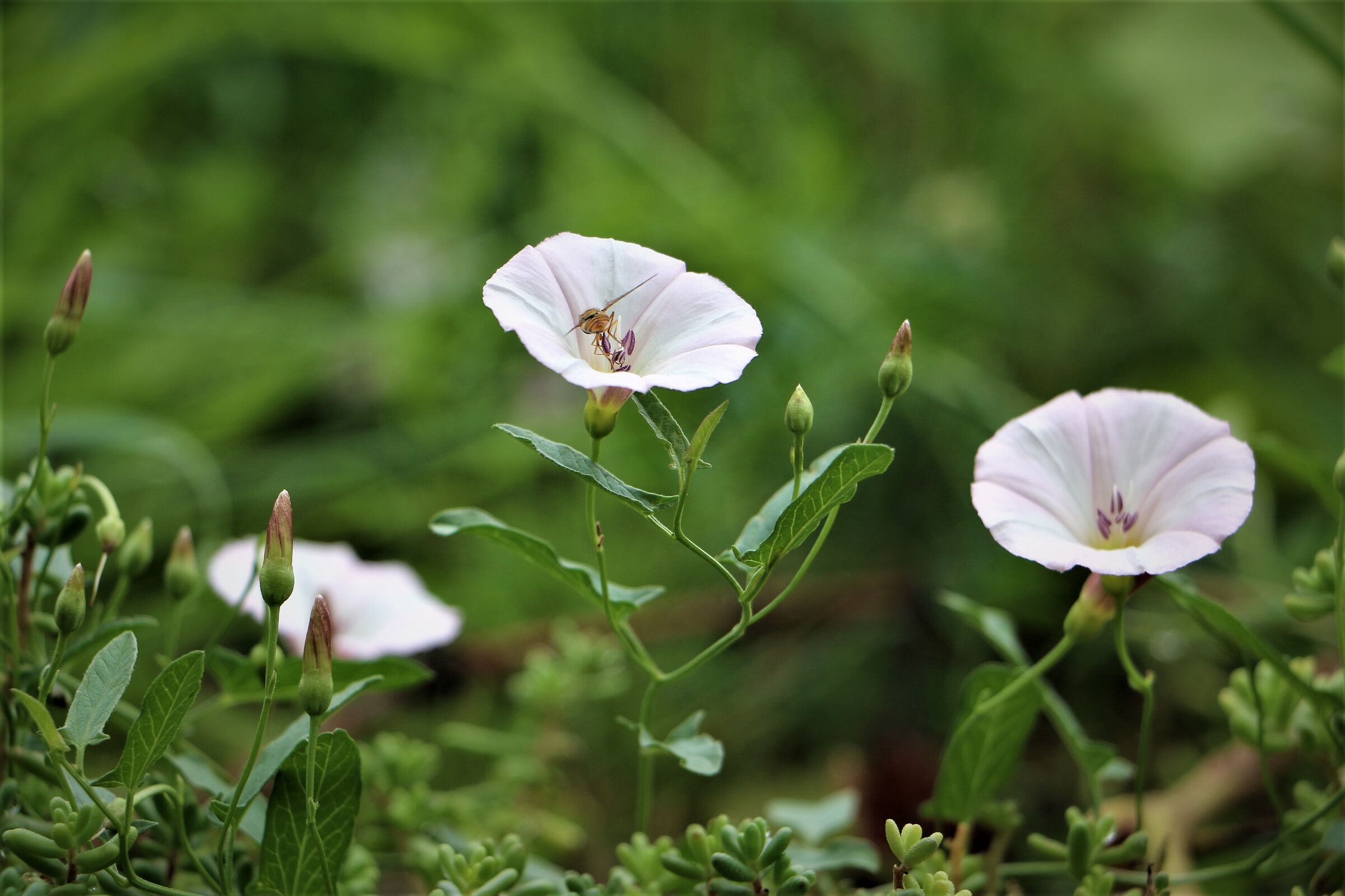 Flowers are medicine for the spirit... 2 ...