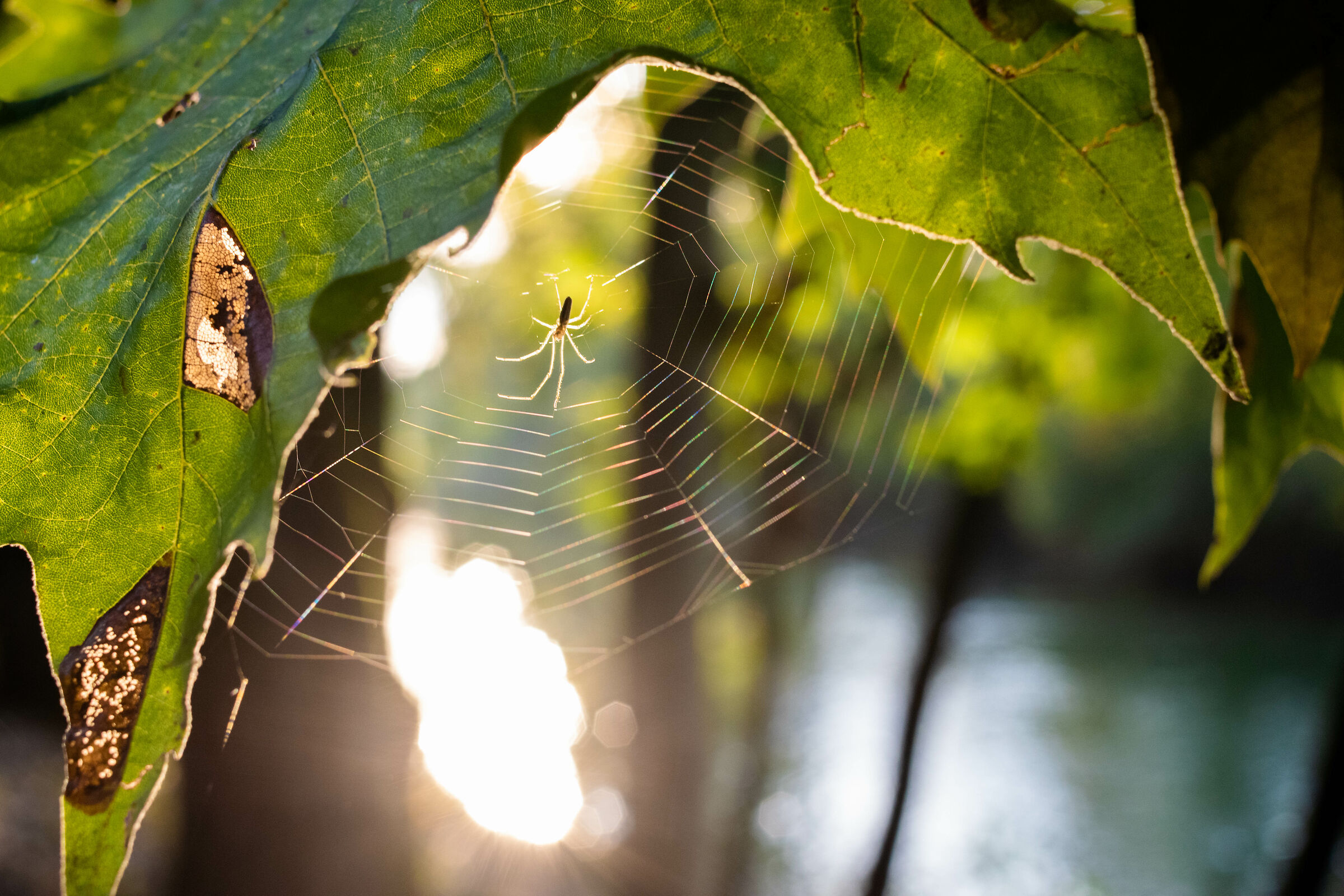 Ragnetto del Fiume Chiese