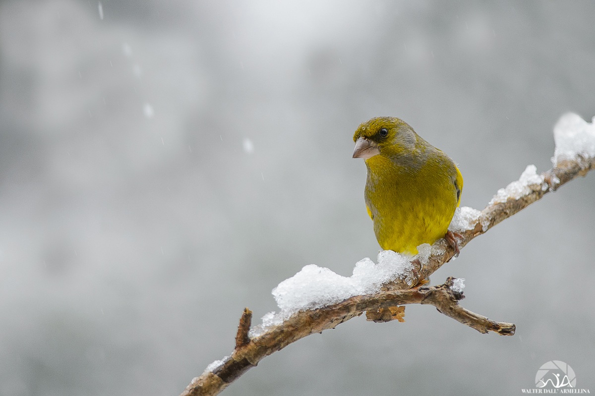 Verdone (Carduelis chloris)
