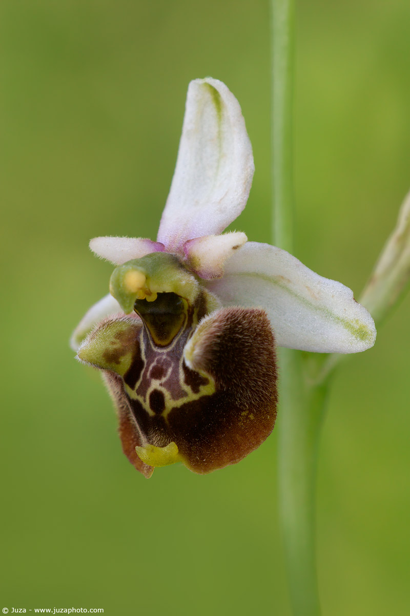 Ophrys fuciflora, 005,725