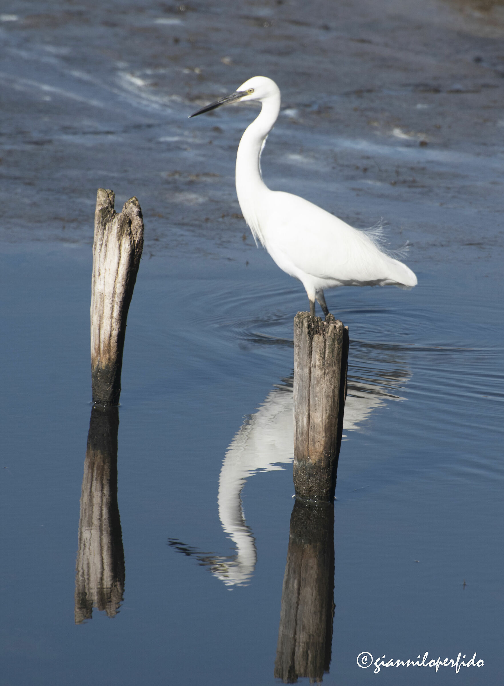 Garzetta equilibrista