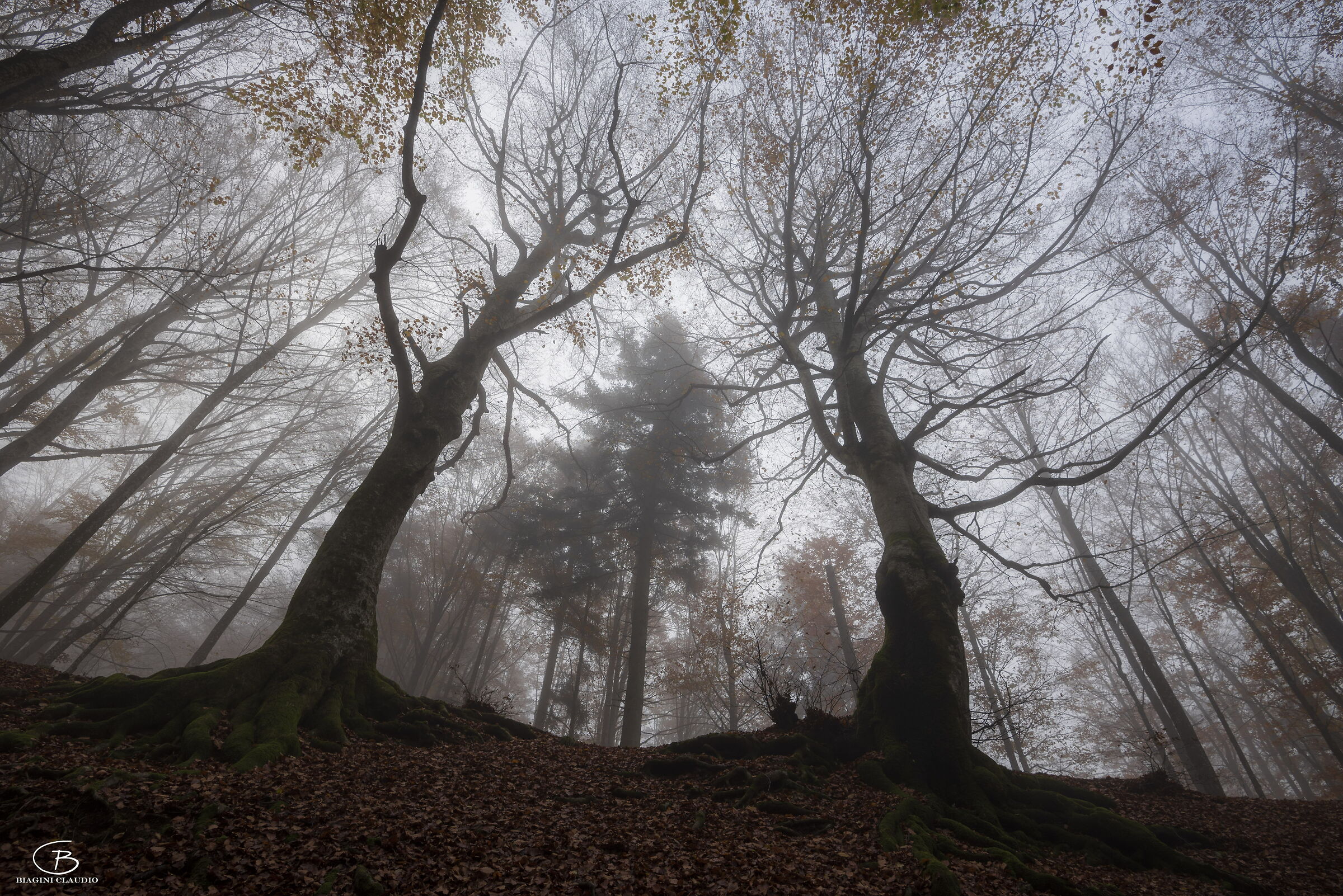 Coppia di faggi immensi