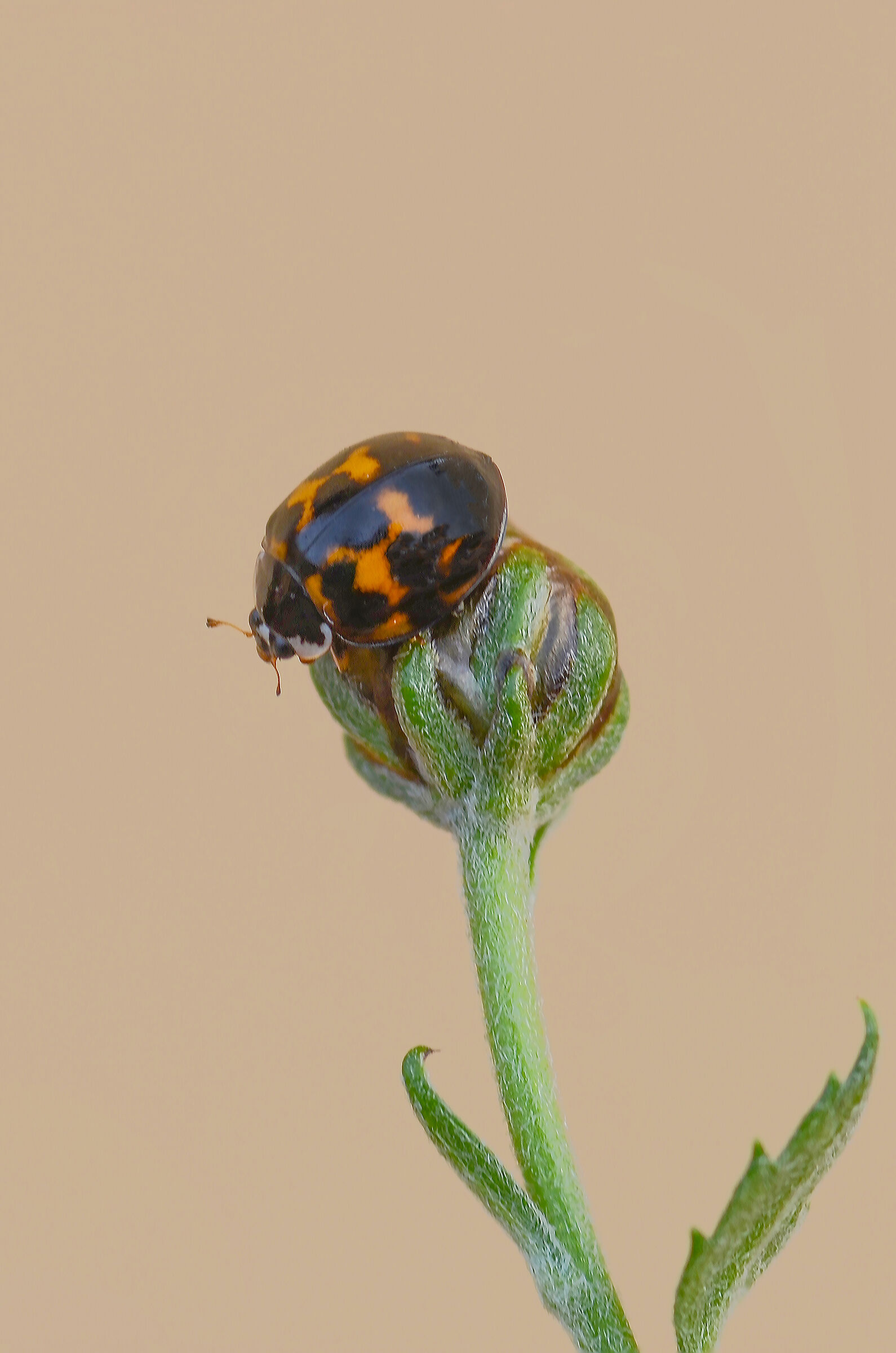 coccinella