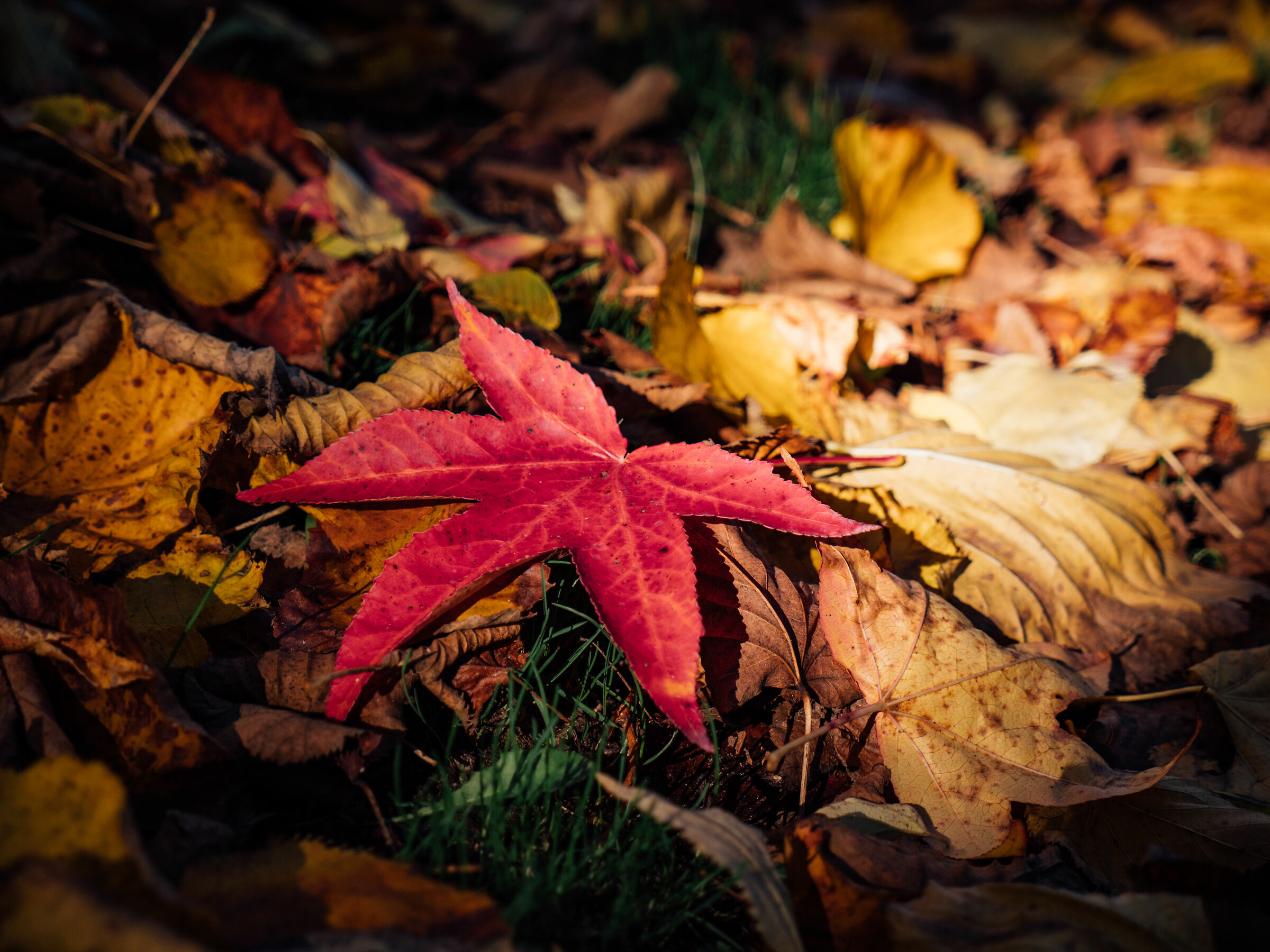 Autumn