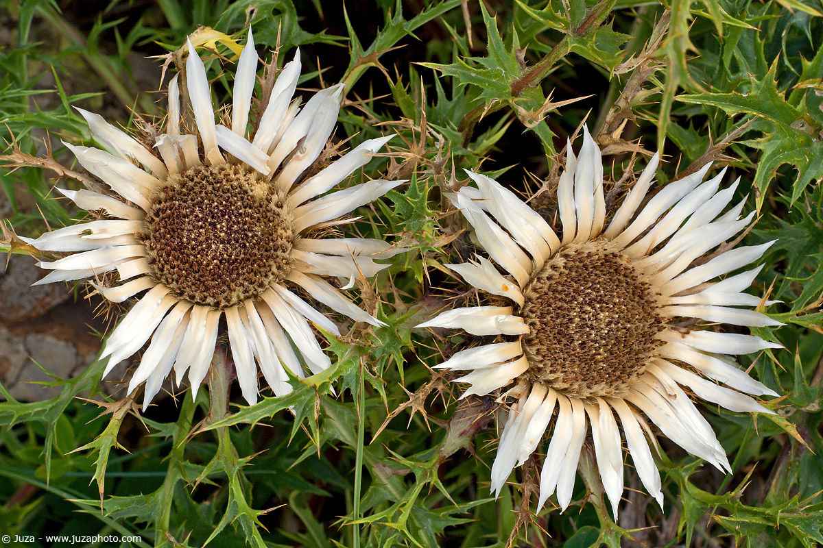 Carlina acaulis, 001792