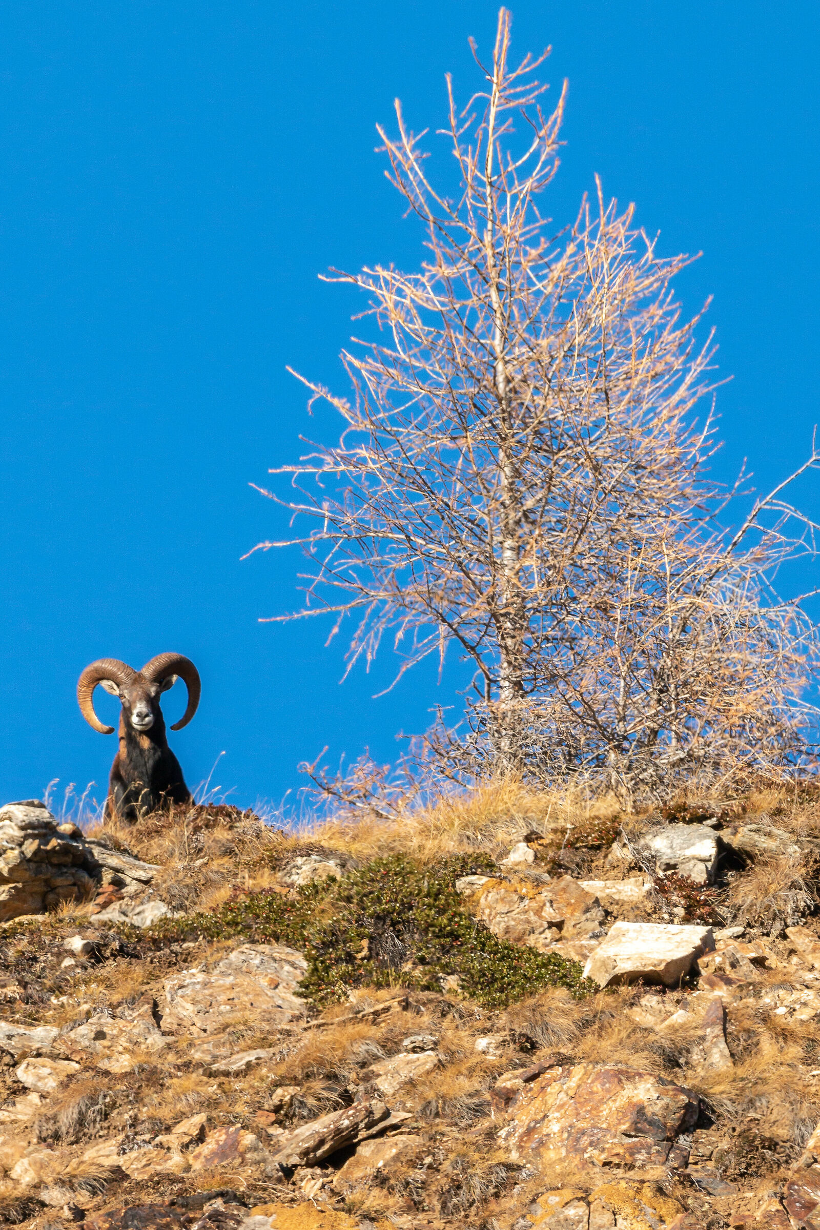 Curious mouflon