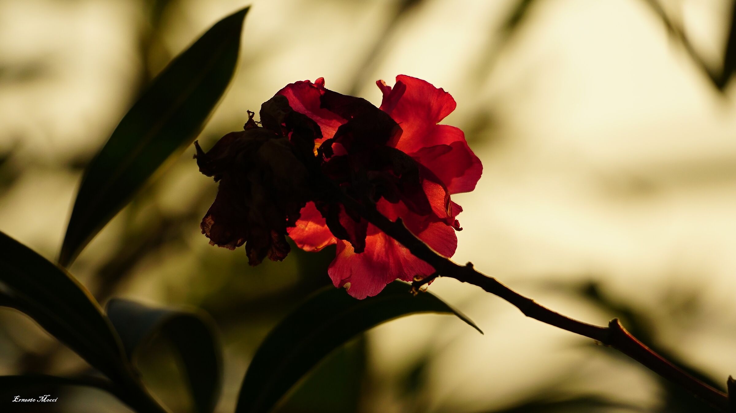 Get out of music (For a movie) - Scarlet