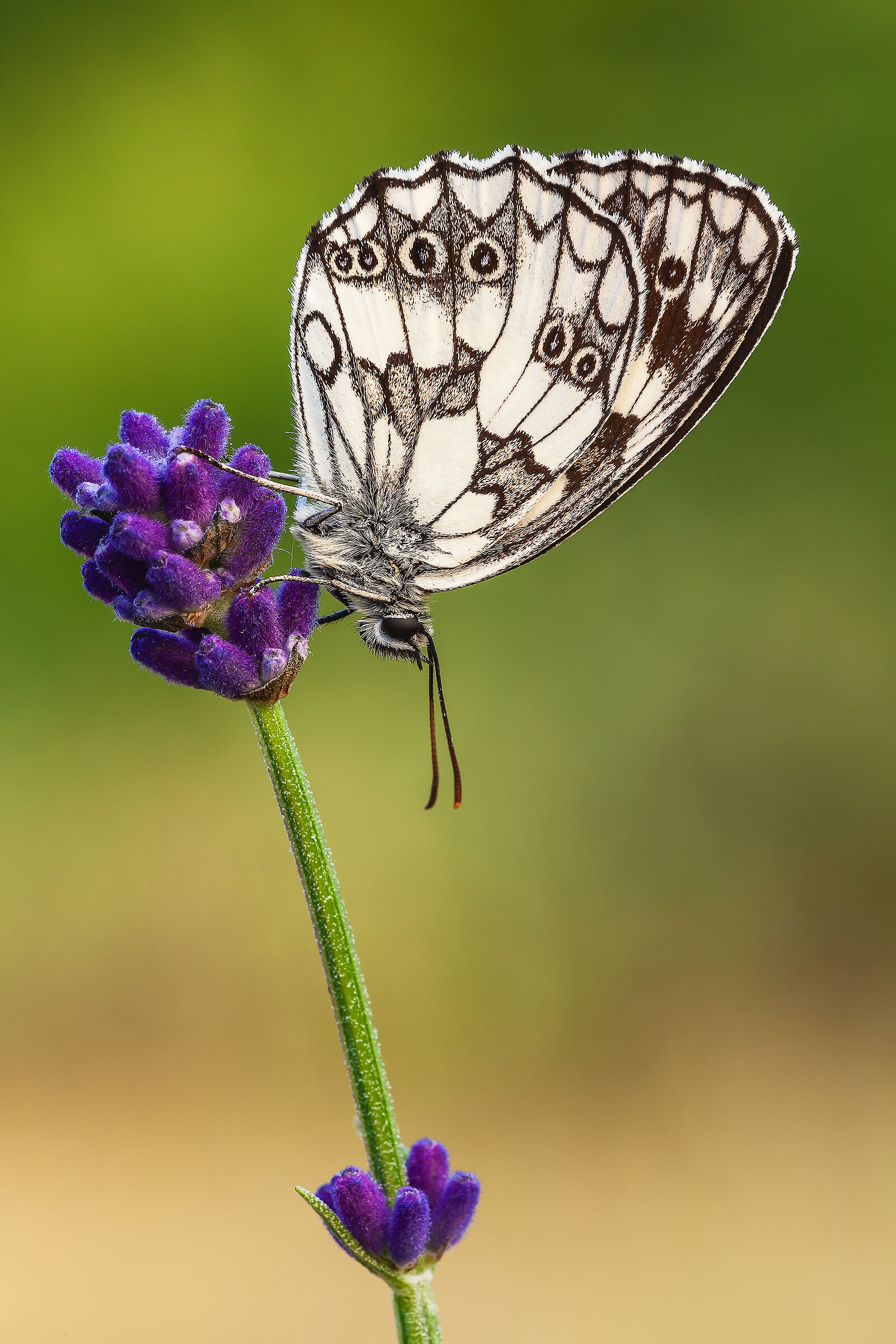 Galathea melanargia