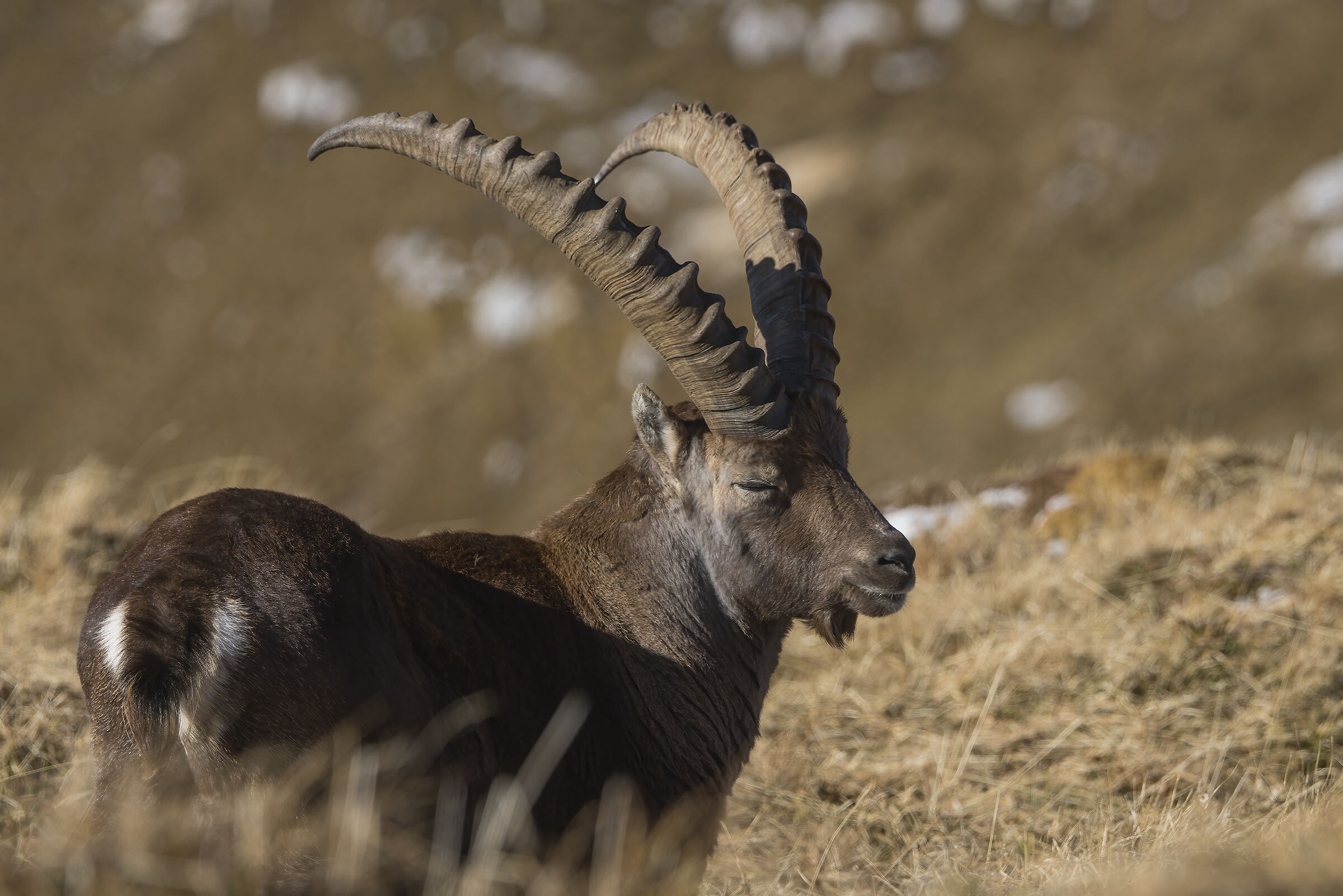Ibex, Julian Alps