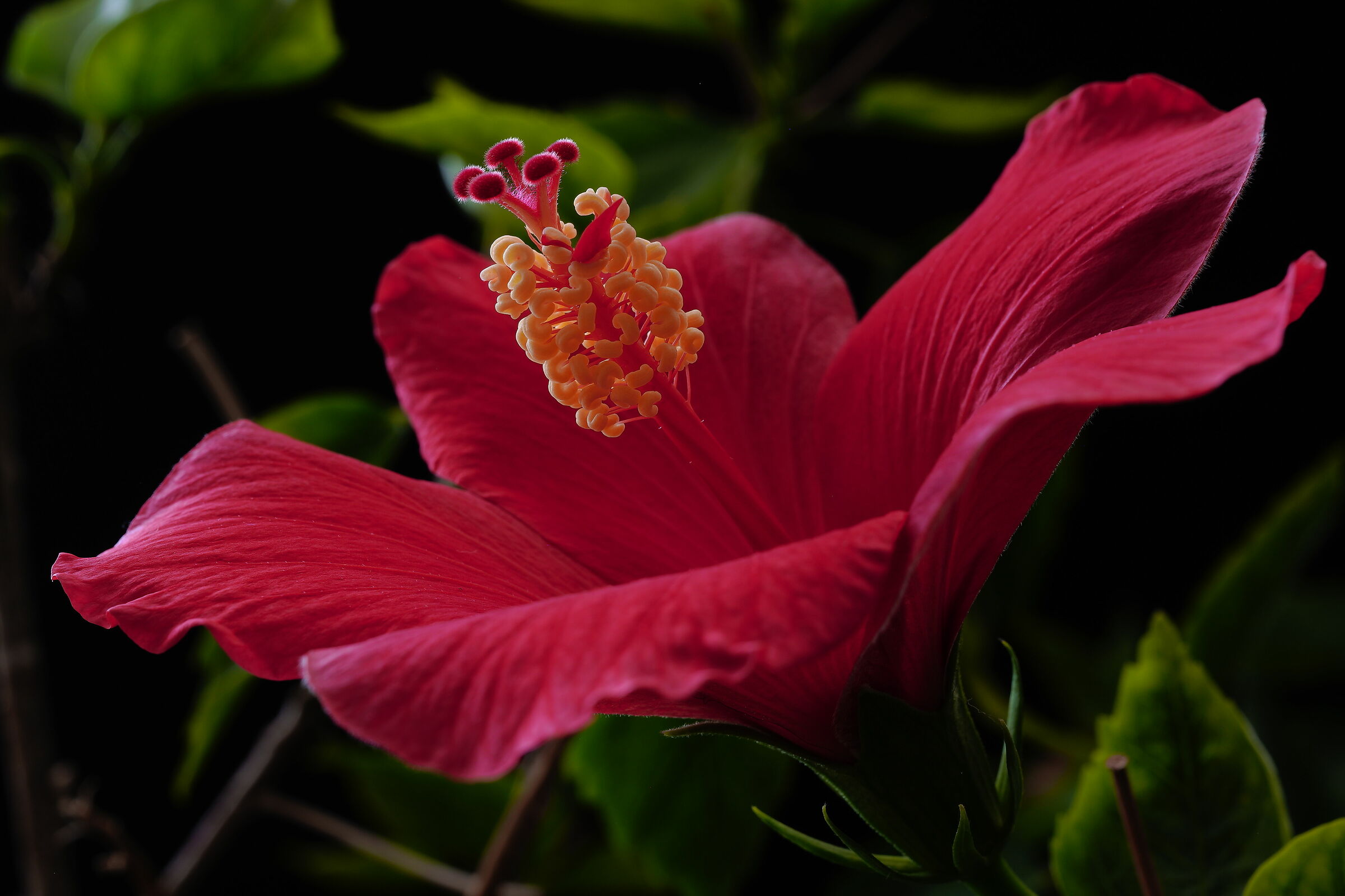 Hibiscus