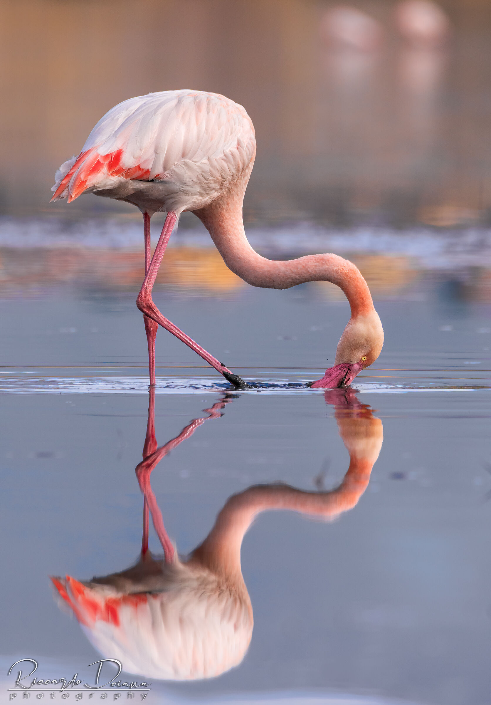 Flamingo @mirror