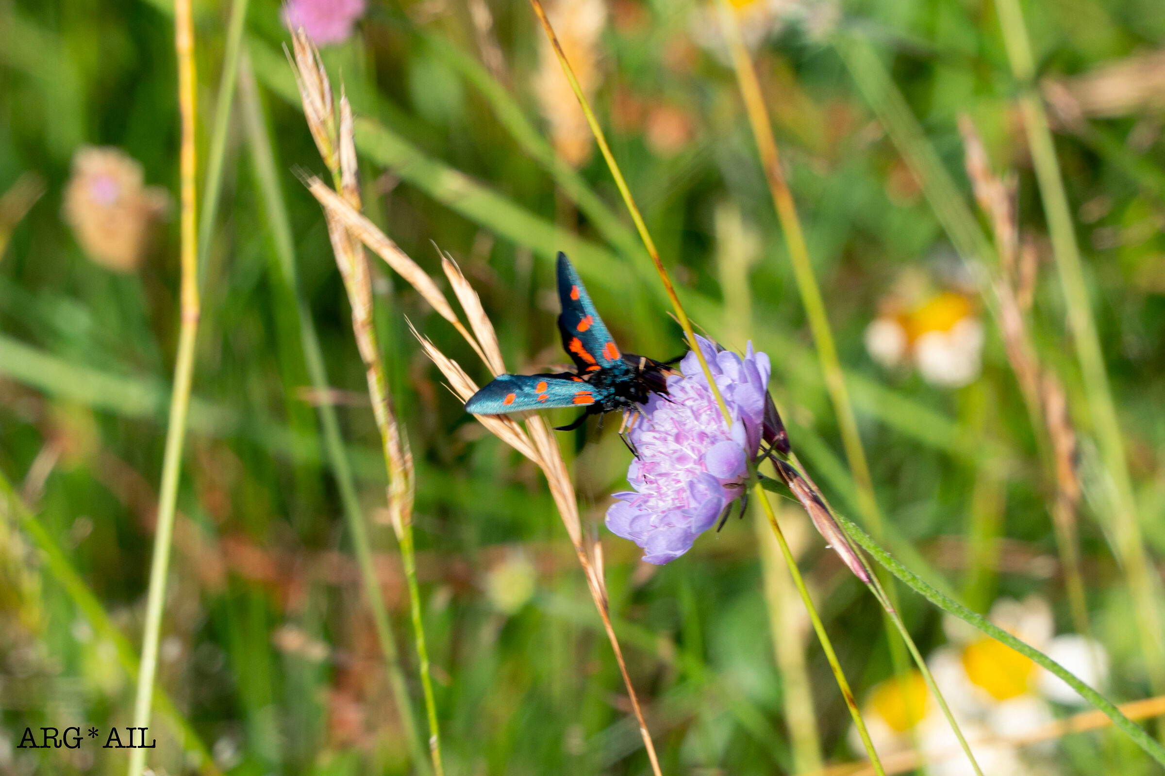 Butterfly on flower