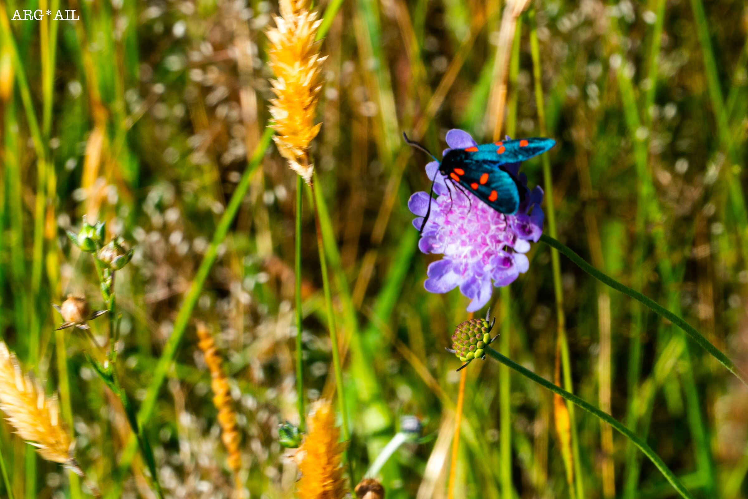 Butterfly on flower
