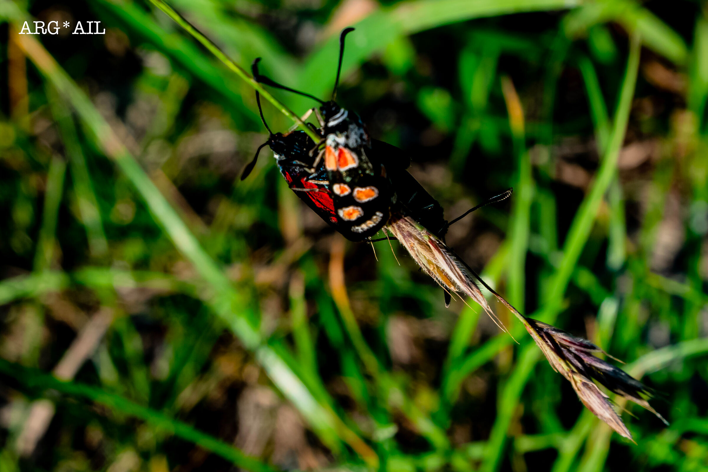 Butterflies in Love