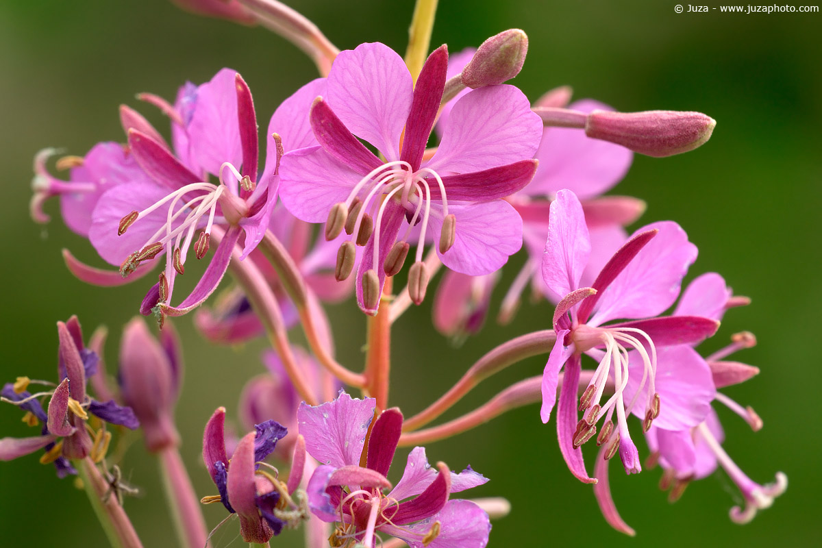 Fireweed, 001818