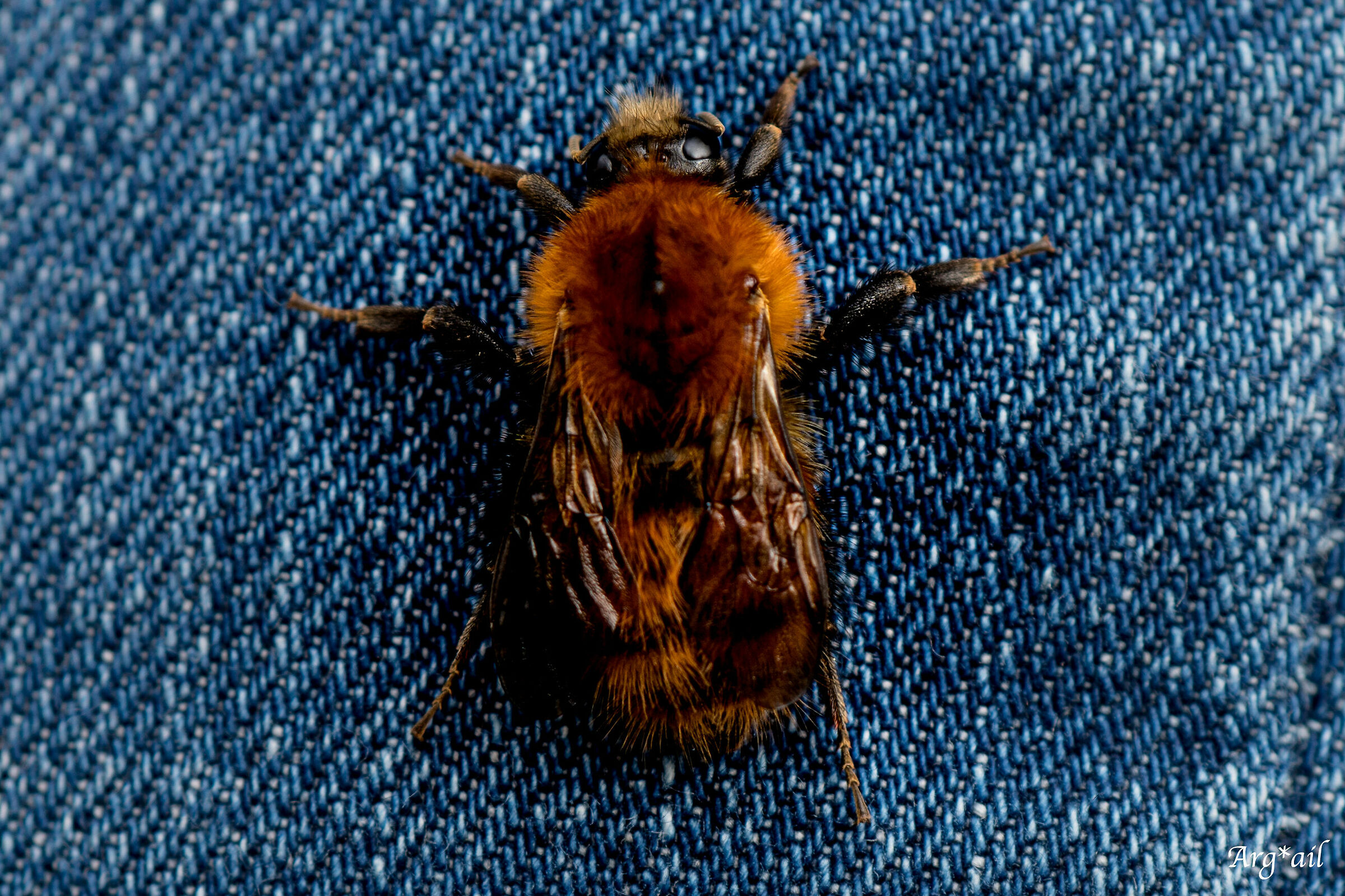 Bombus, 19