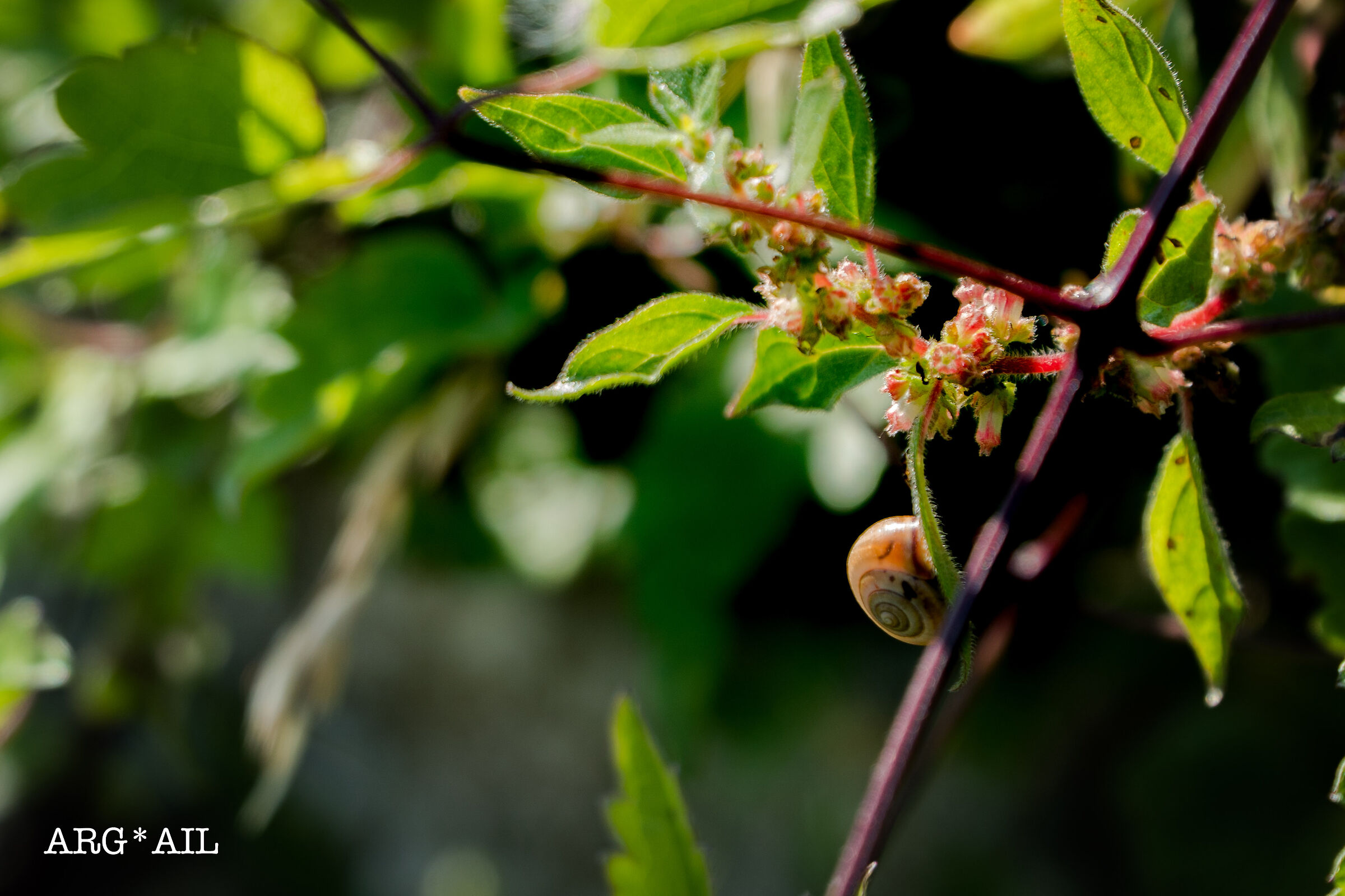 Snail on stem