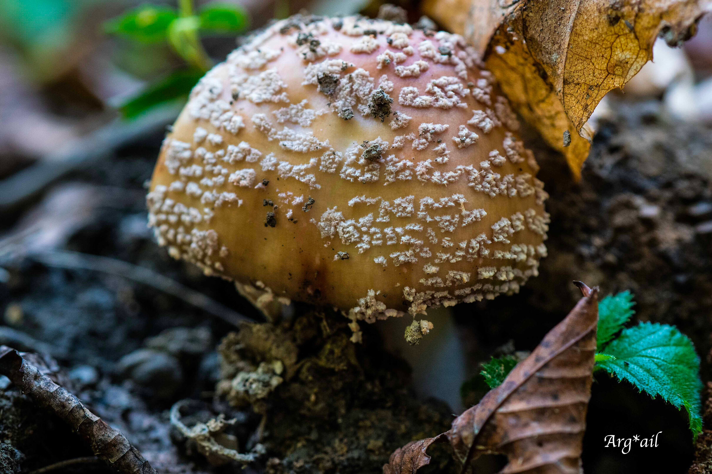 Mushroom