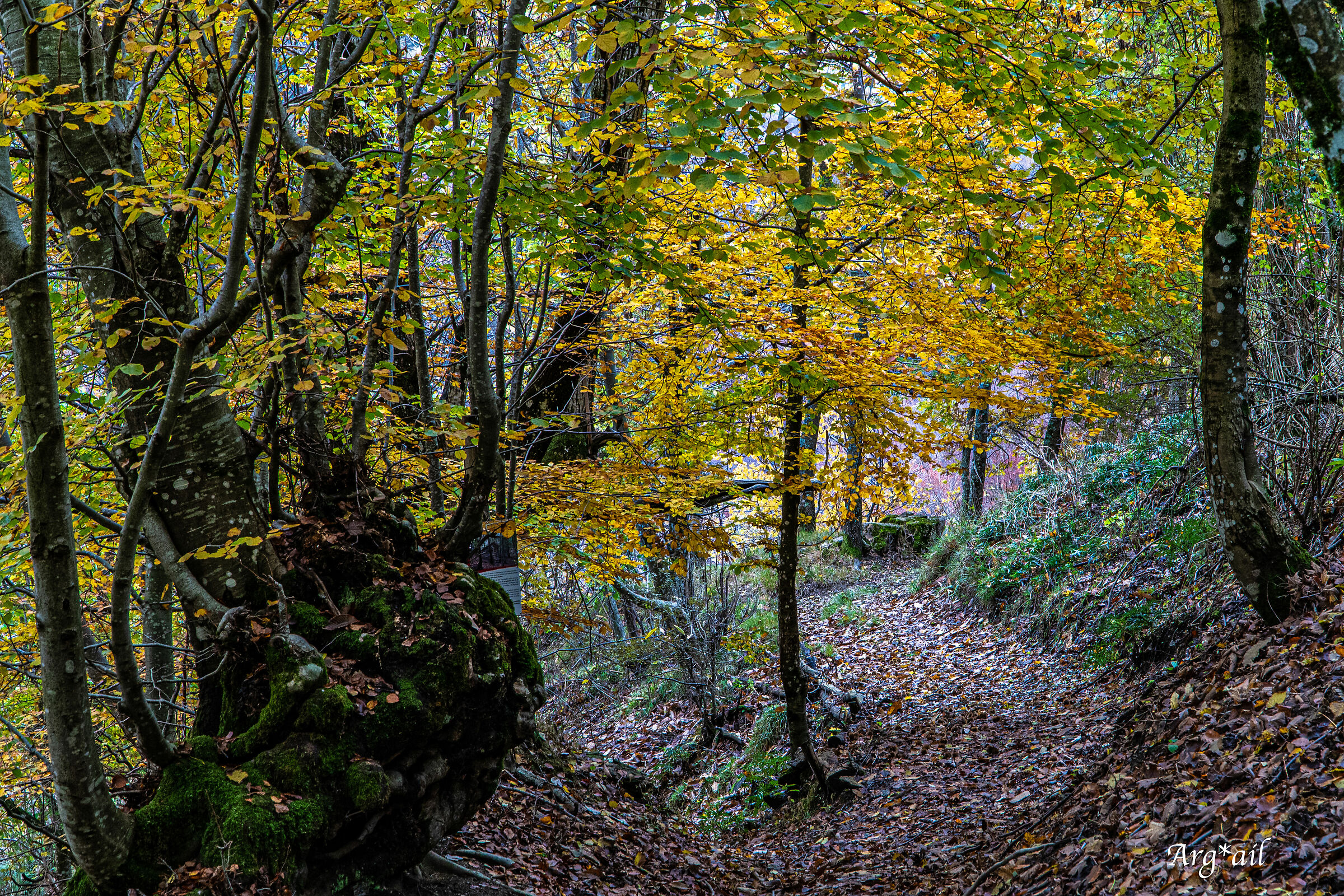 Path in the woods