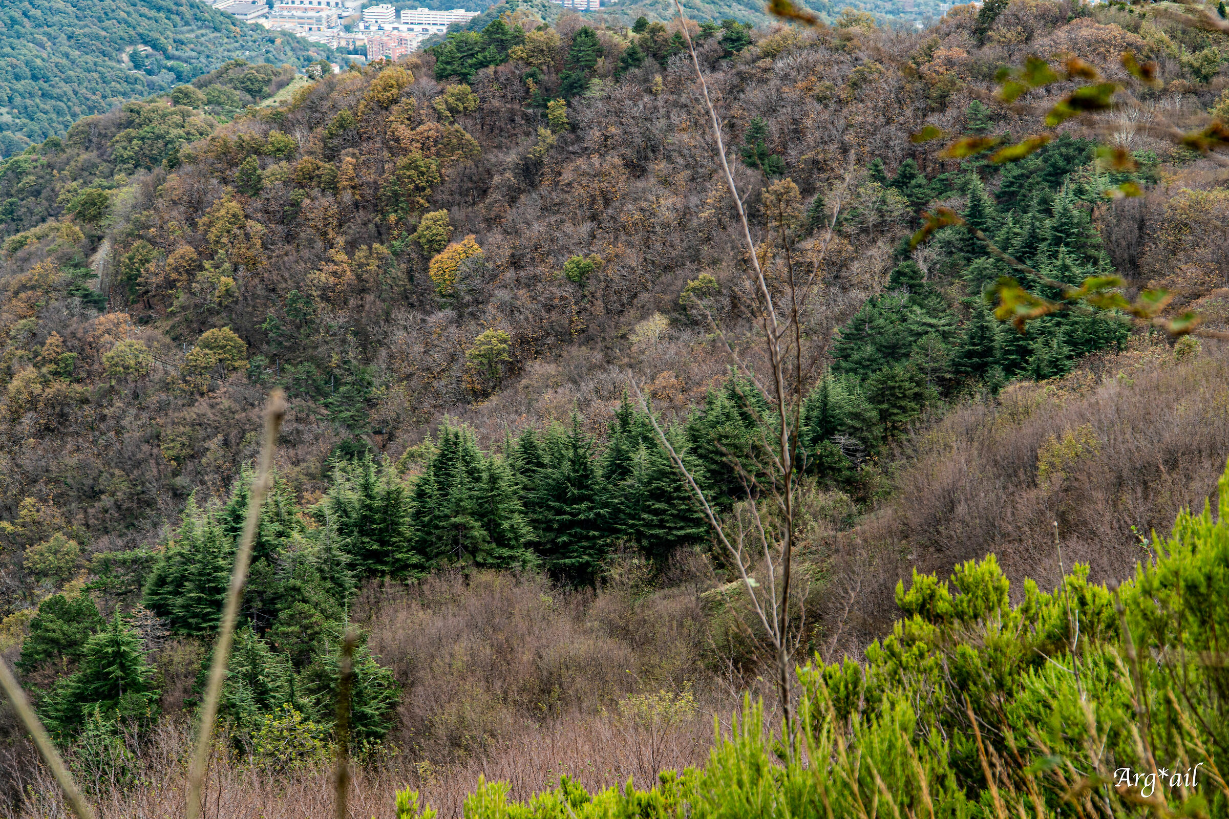 Evergreen and Autumn