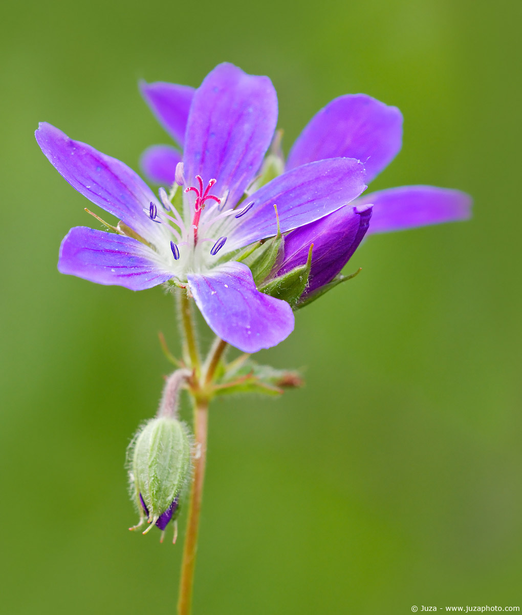 Geranium selvaticum, 001394