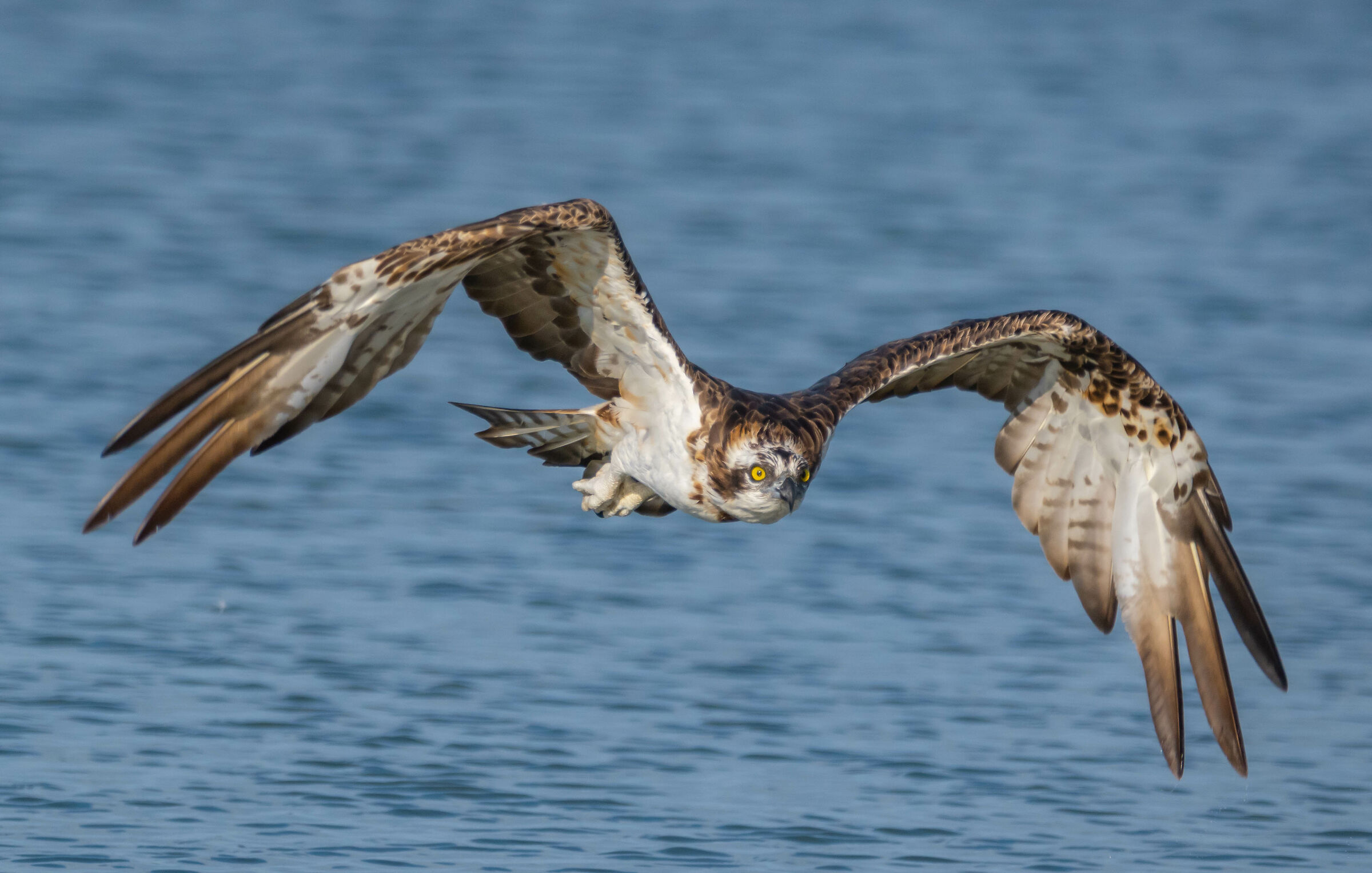 The elagance of the osprey flight!