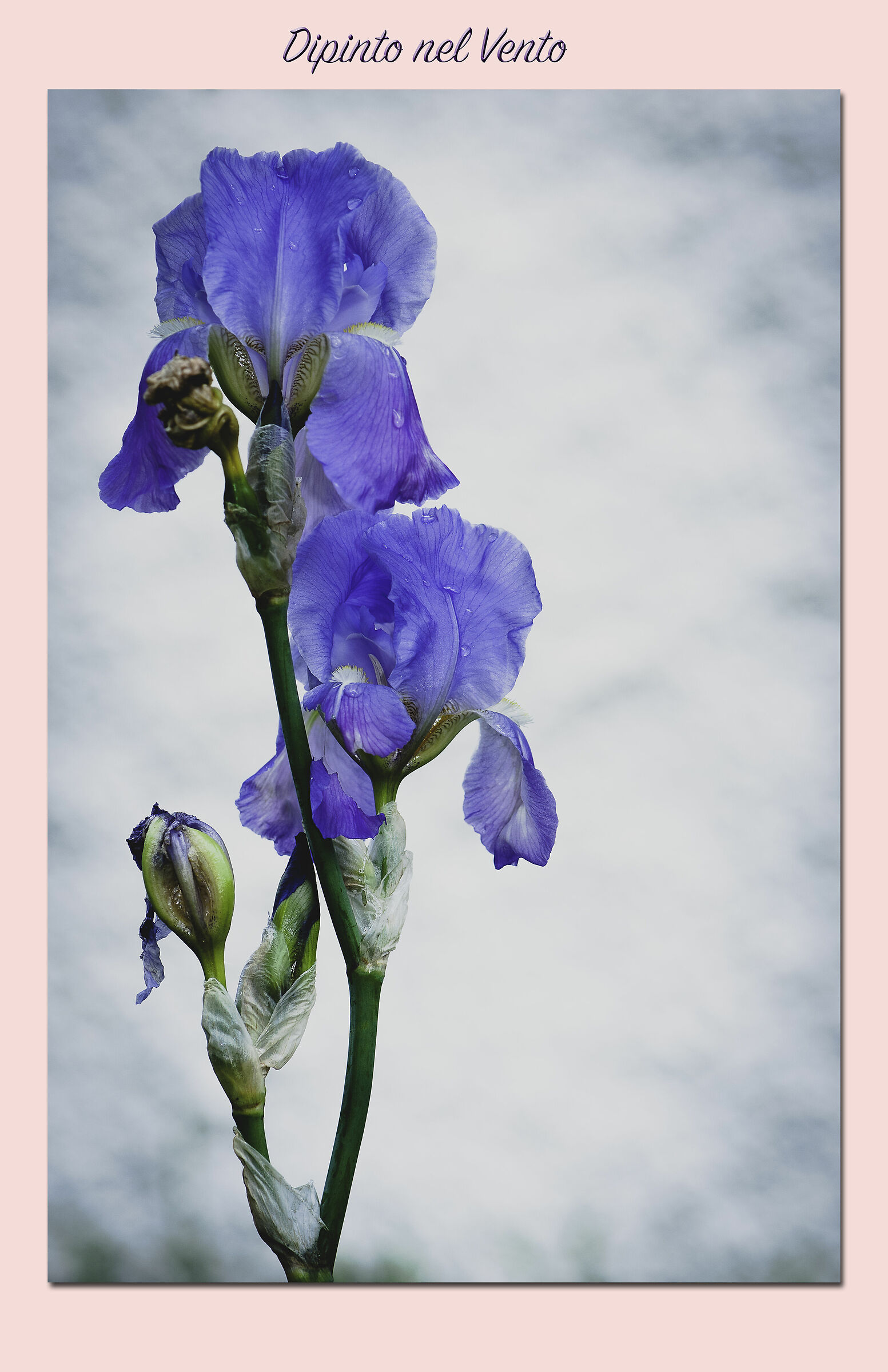 Dipinto nel vento