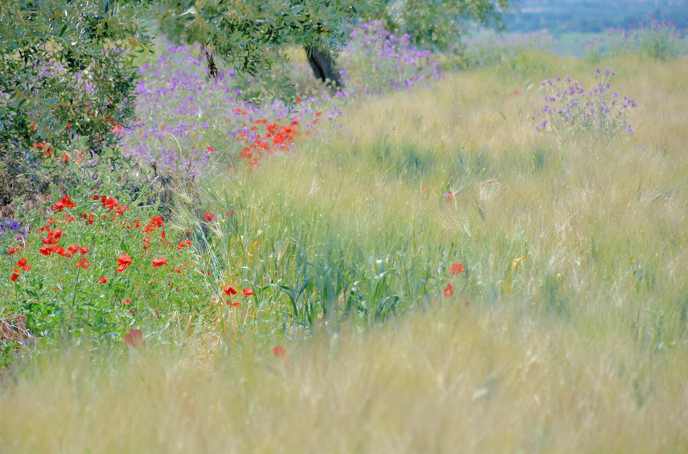 Nostalgia di primavera