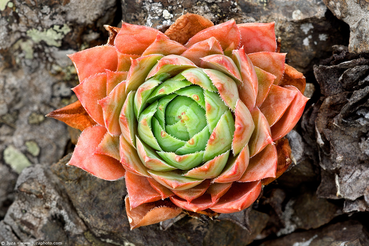 Sempervivum tectorum, 001791