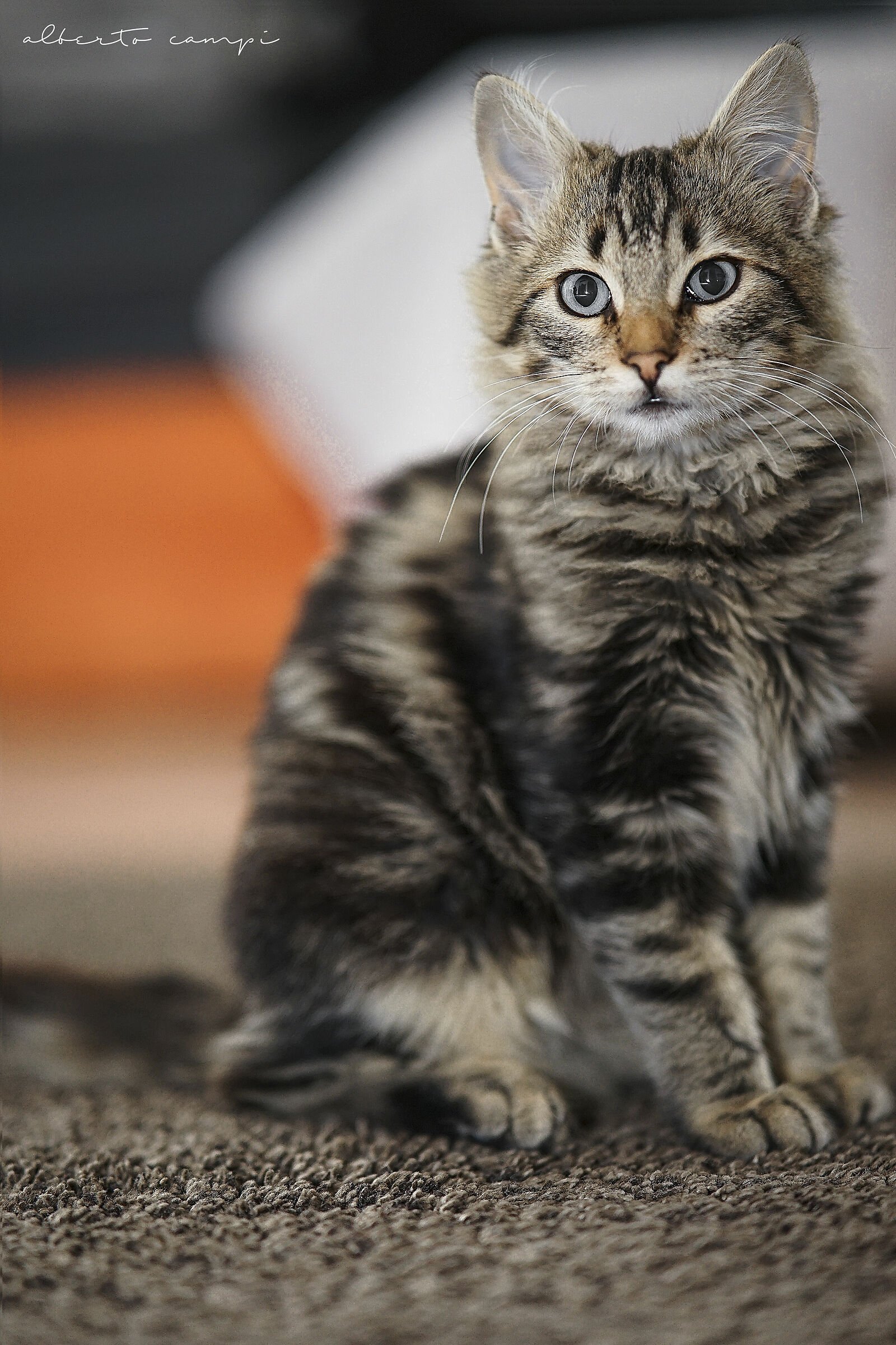 Nio gatto adottato