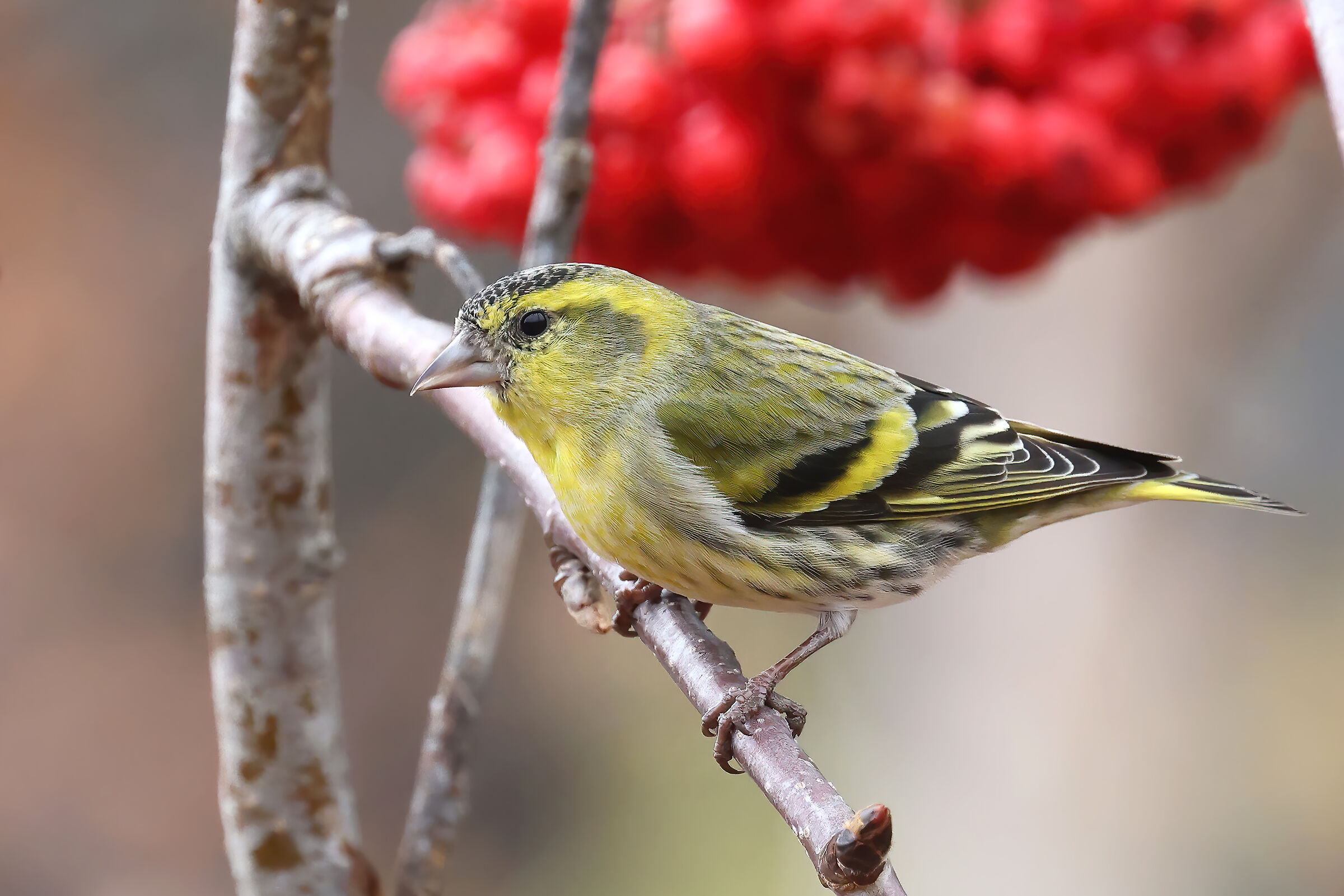 Lucherino