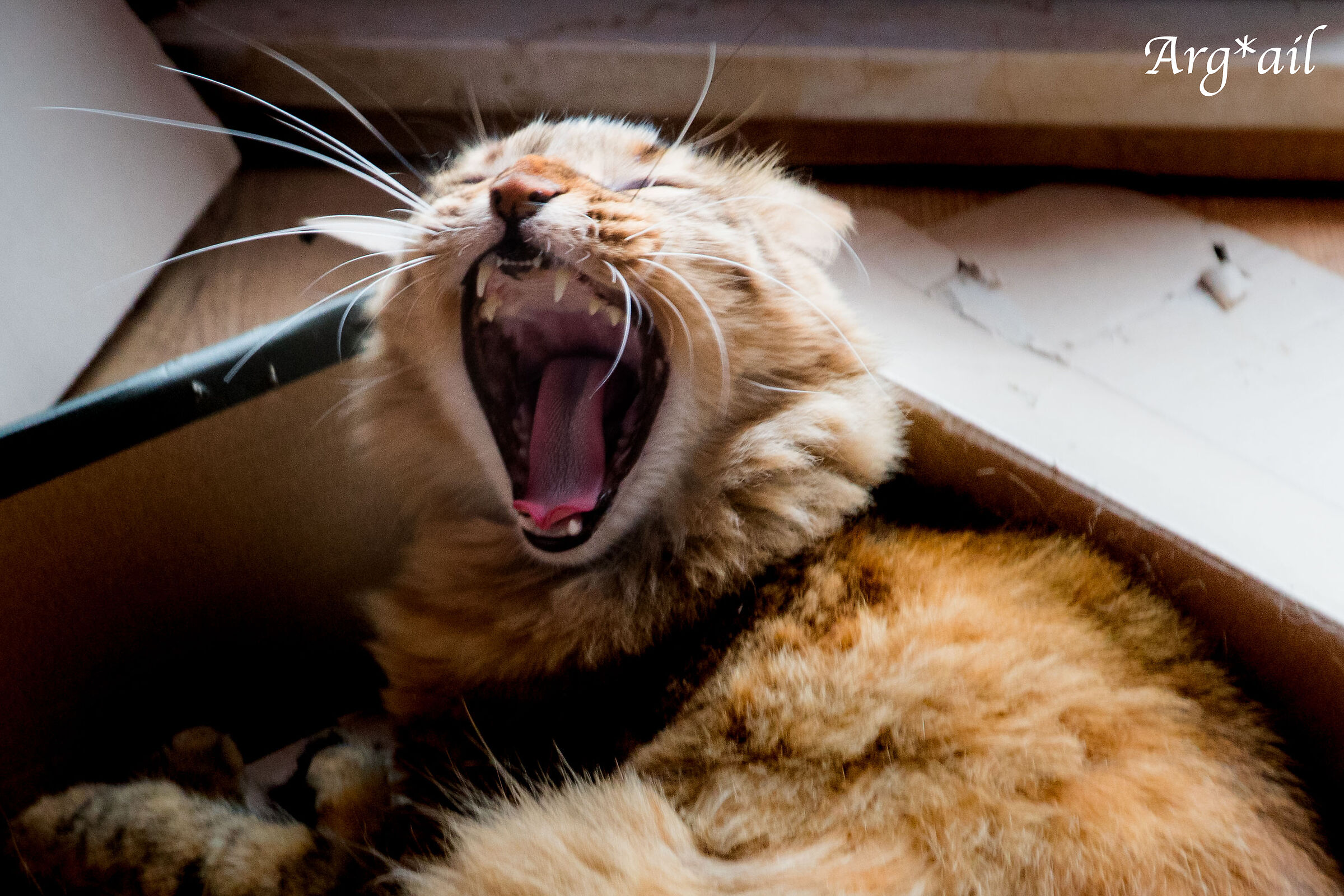 Yawning Raja