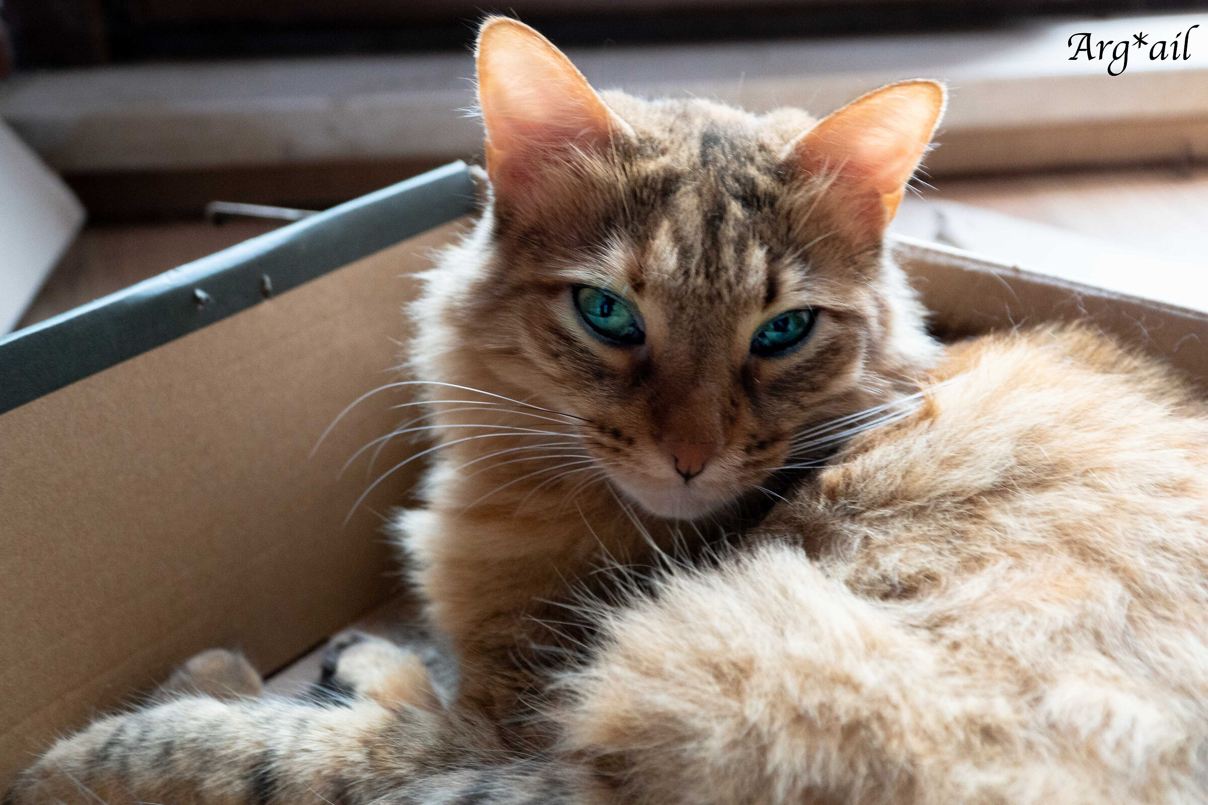Raja
