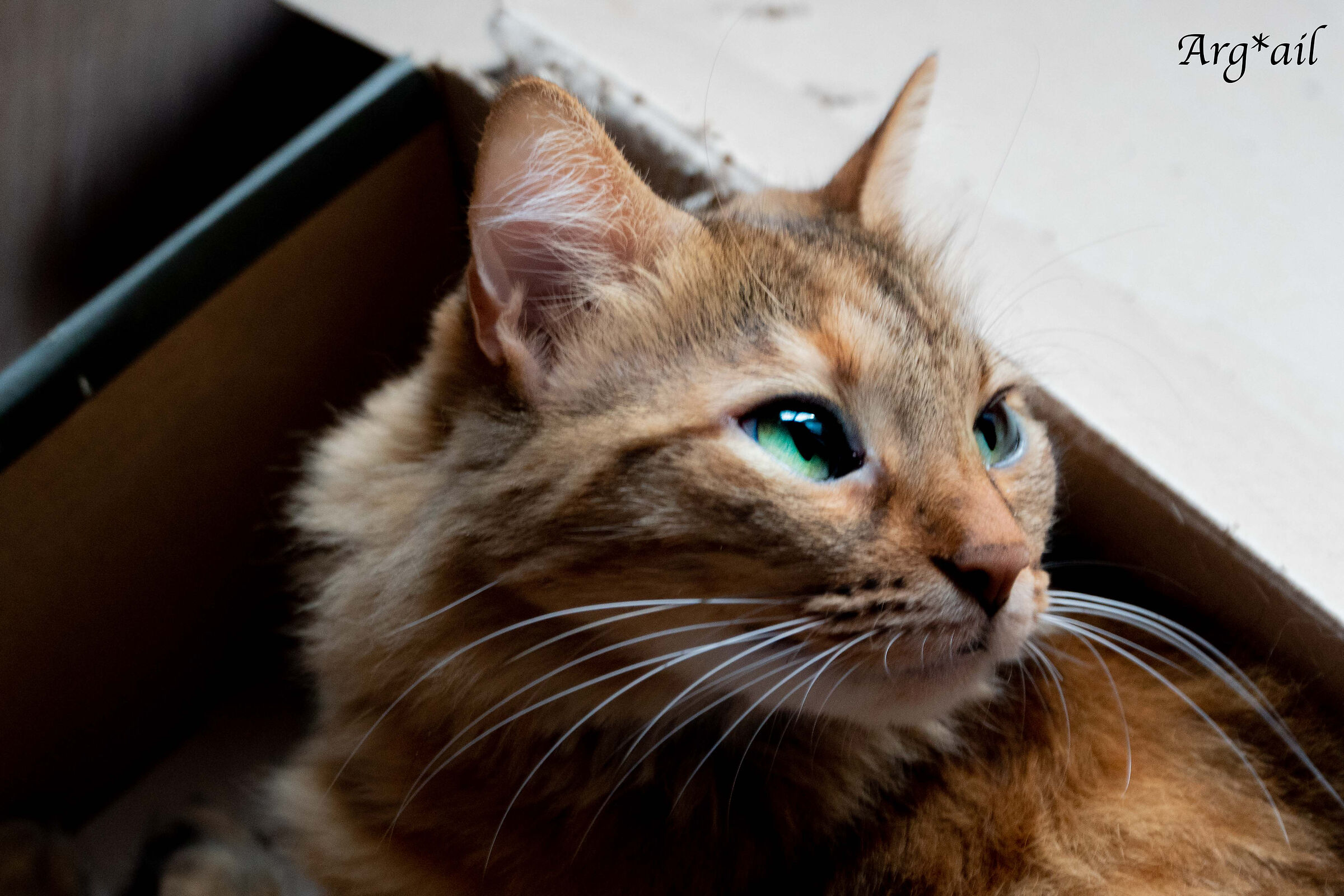 Raja in the box