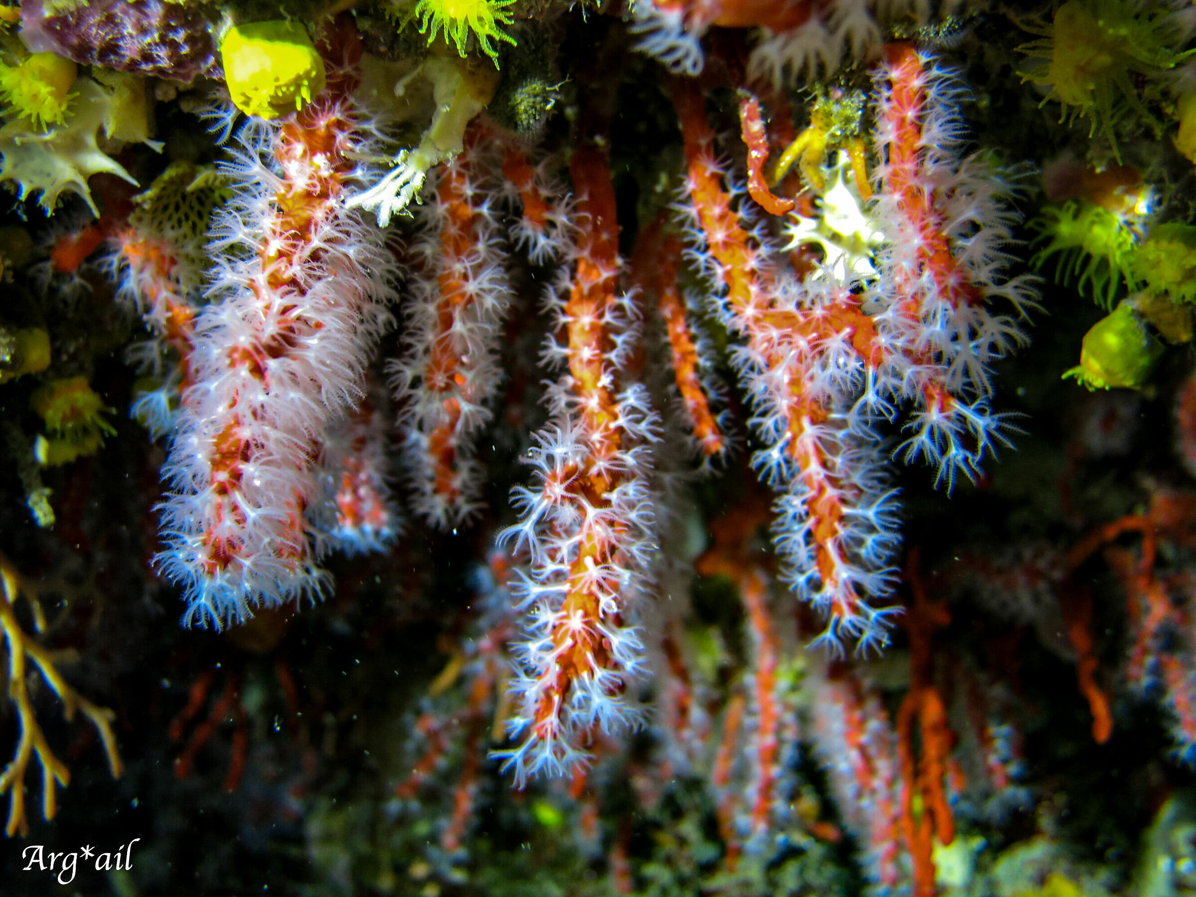 Rubrum coral