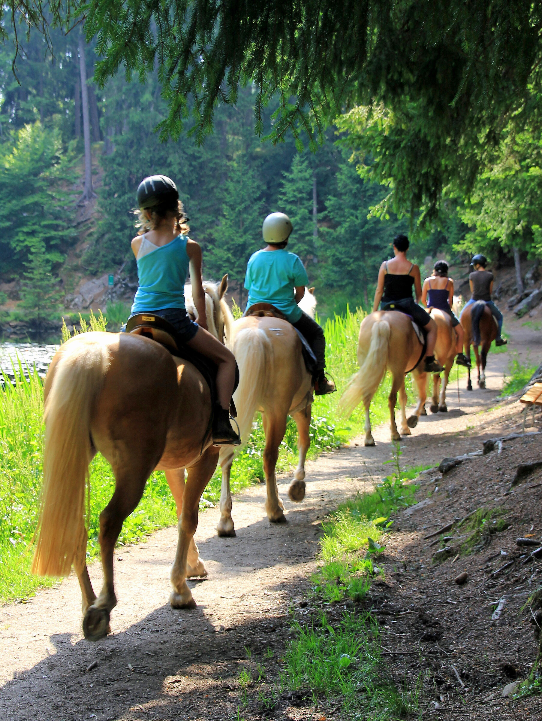 Alto Adige: A cavallo nel bosco