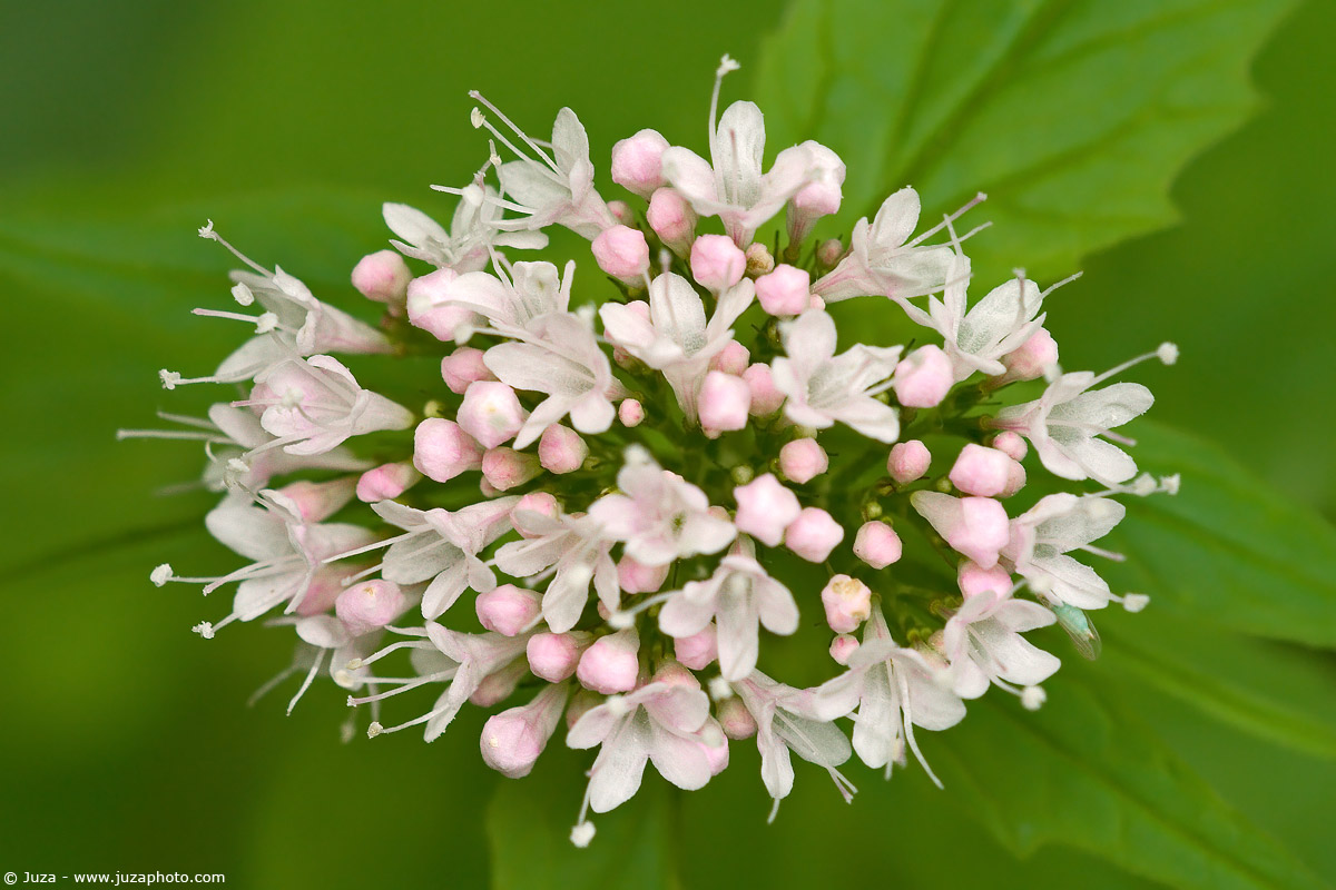 Valerian tripteris, 001444