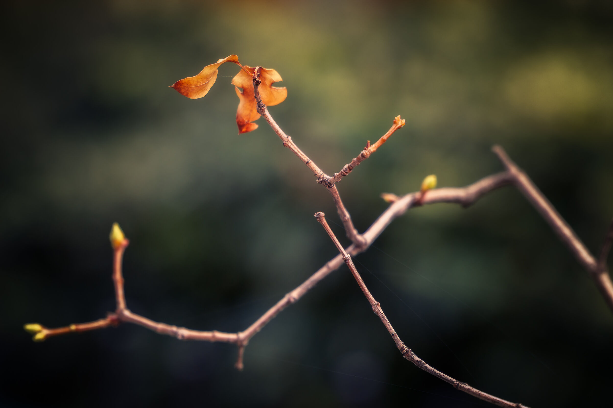 Autumn Solo