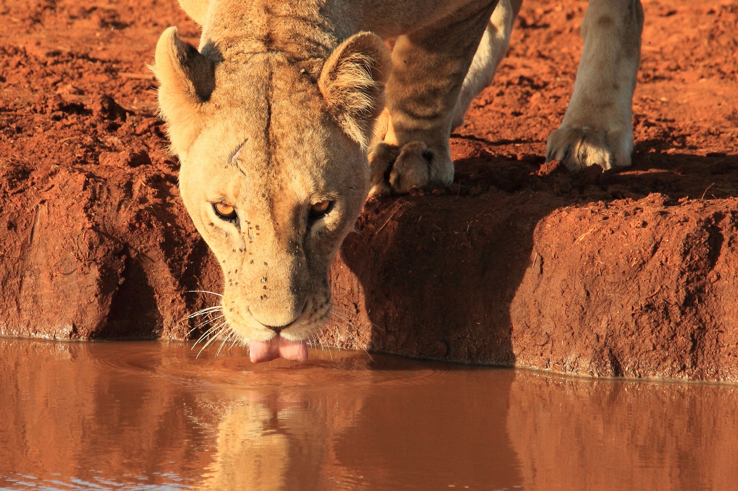 Watering Lion