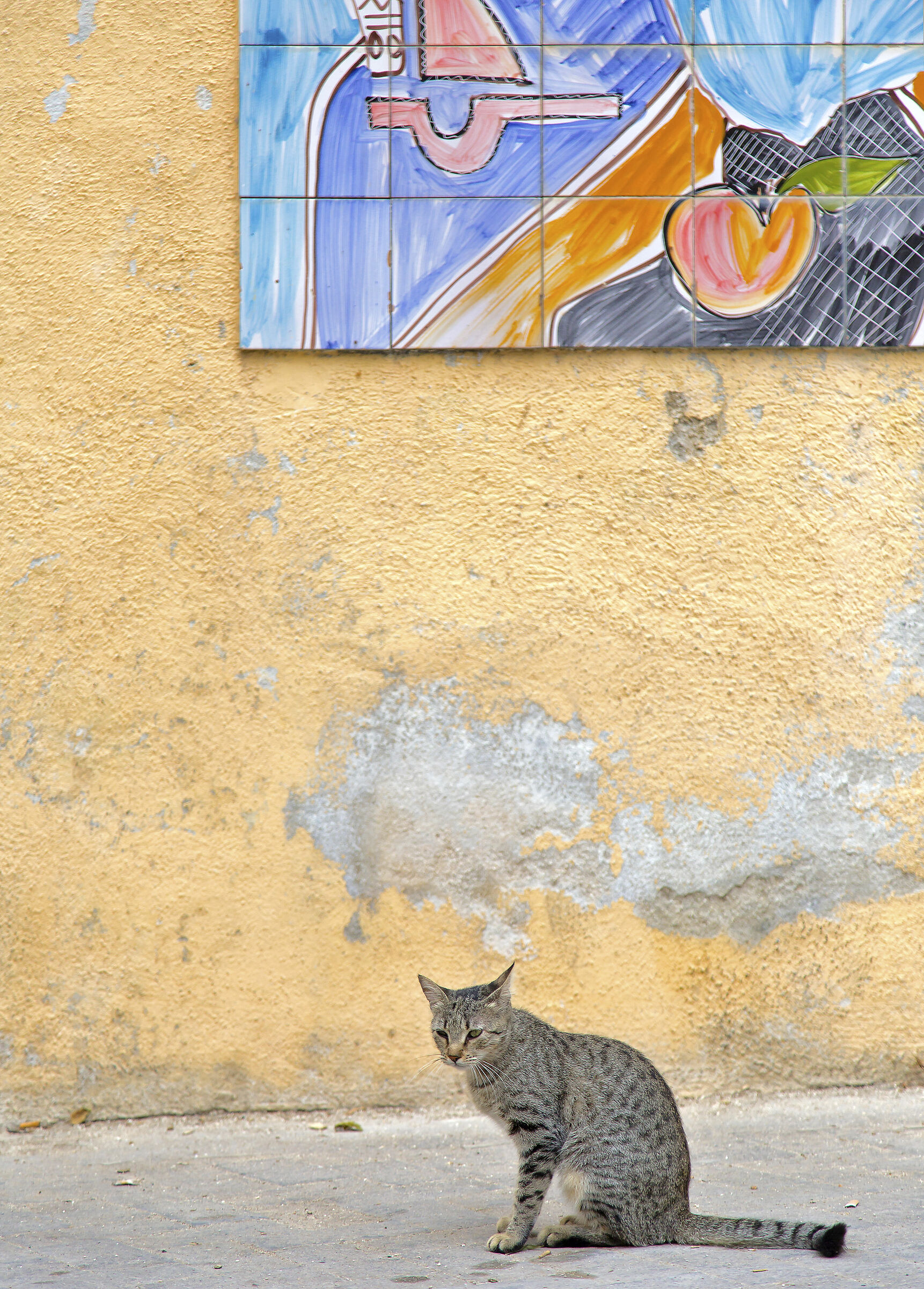 Il gatto di Mazara