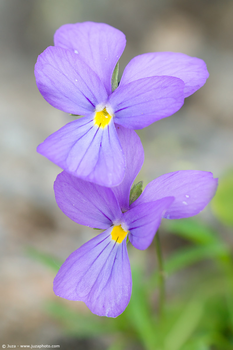 Viola calcarata, 001392