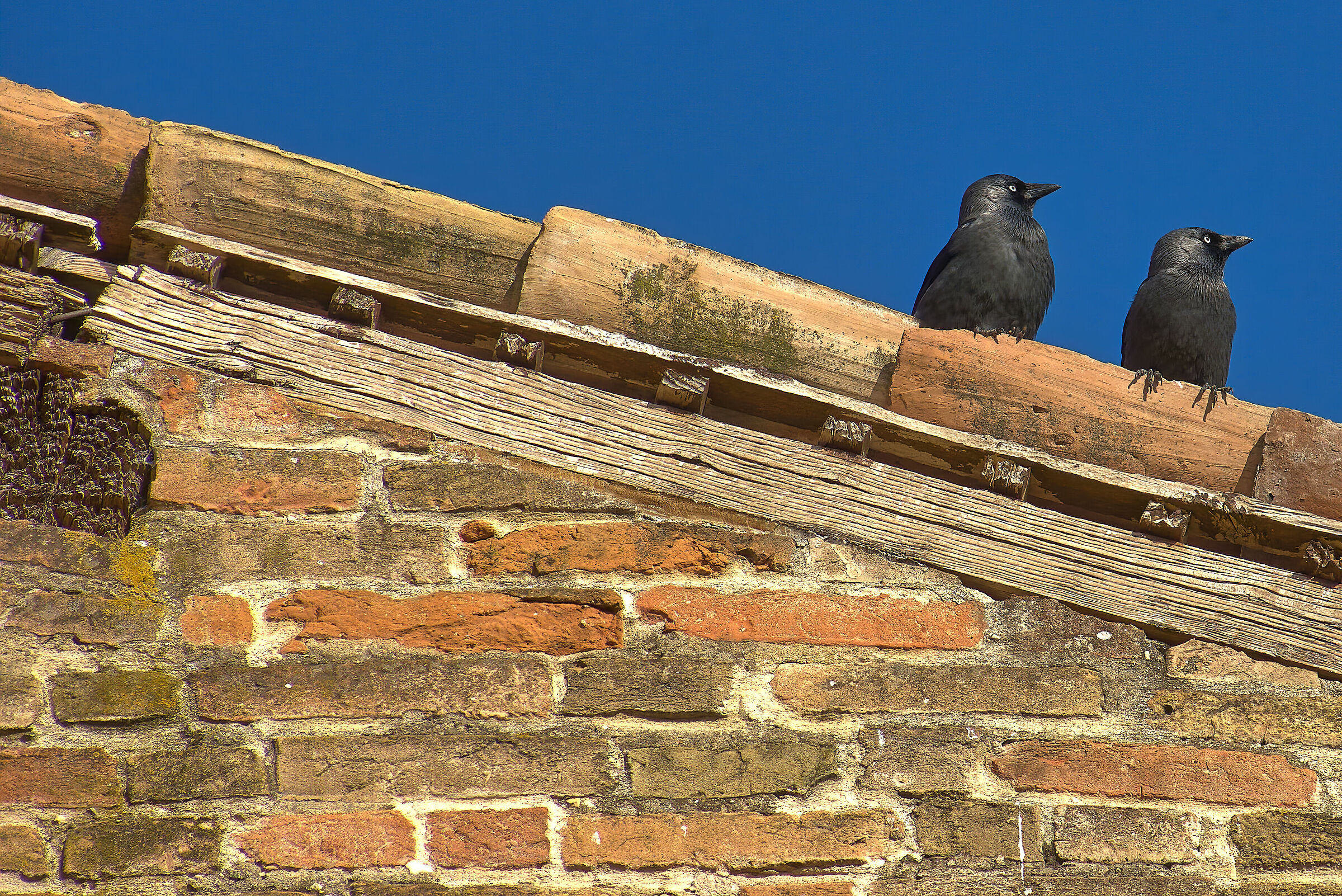 Profilo di Coppia ( Taccole )