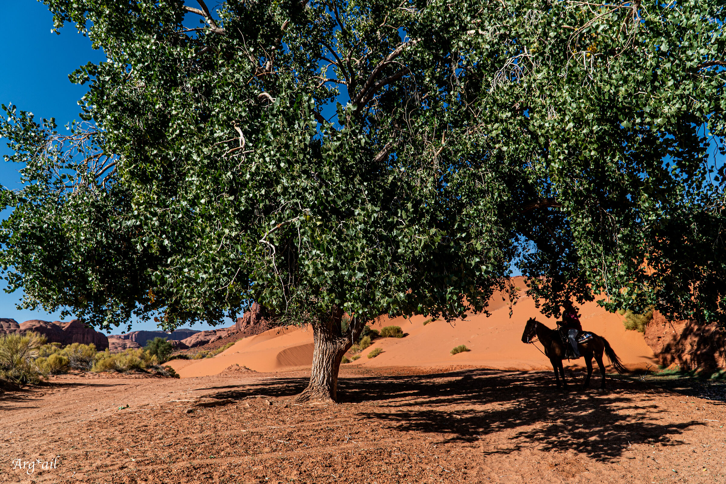Monument valley - John Wayne's cotton tree